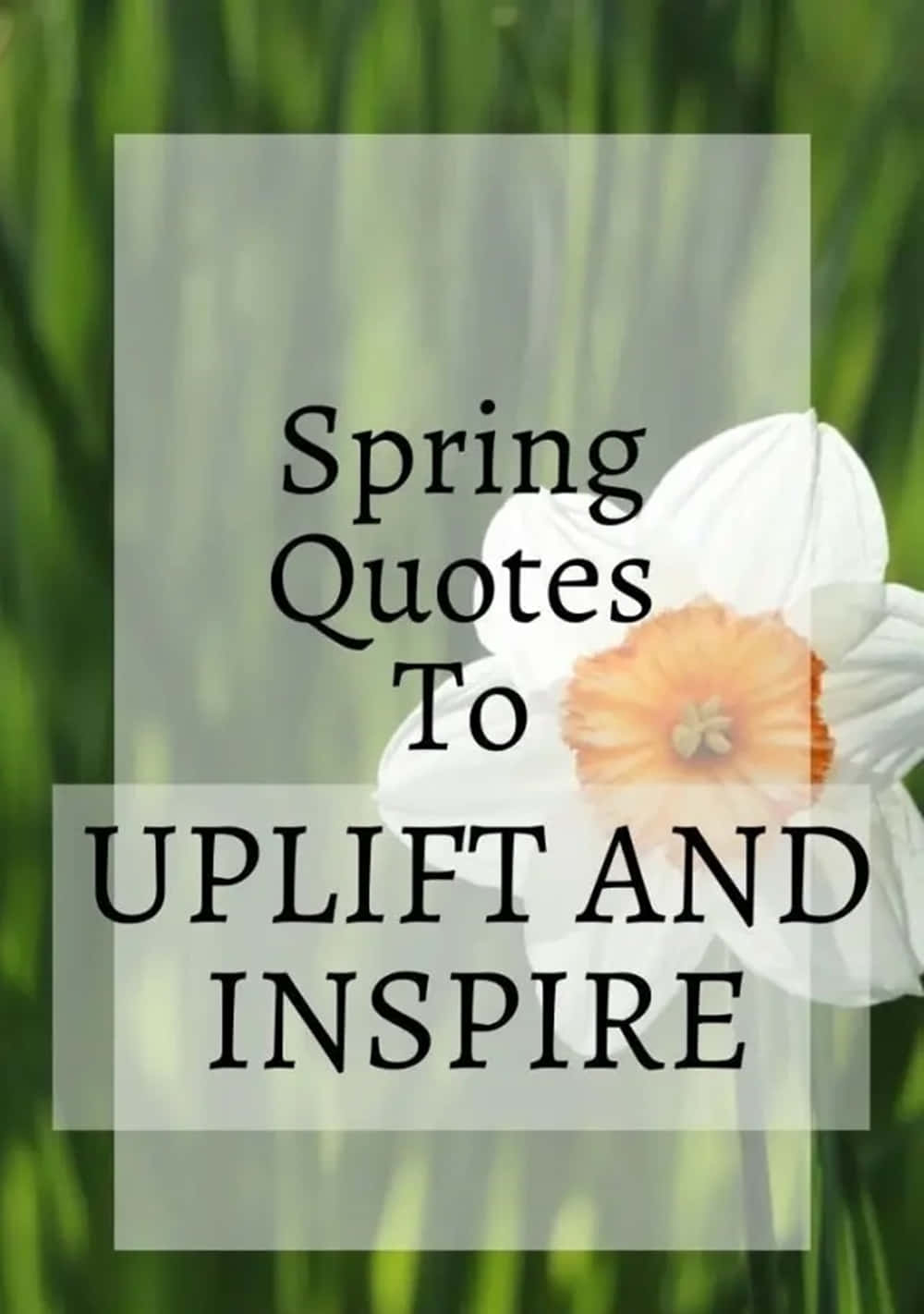 white daffodil, orange center, blurred green grass, HD Phone Wallpaper