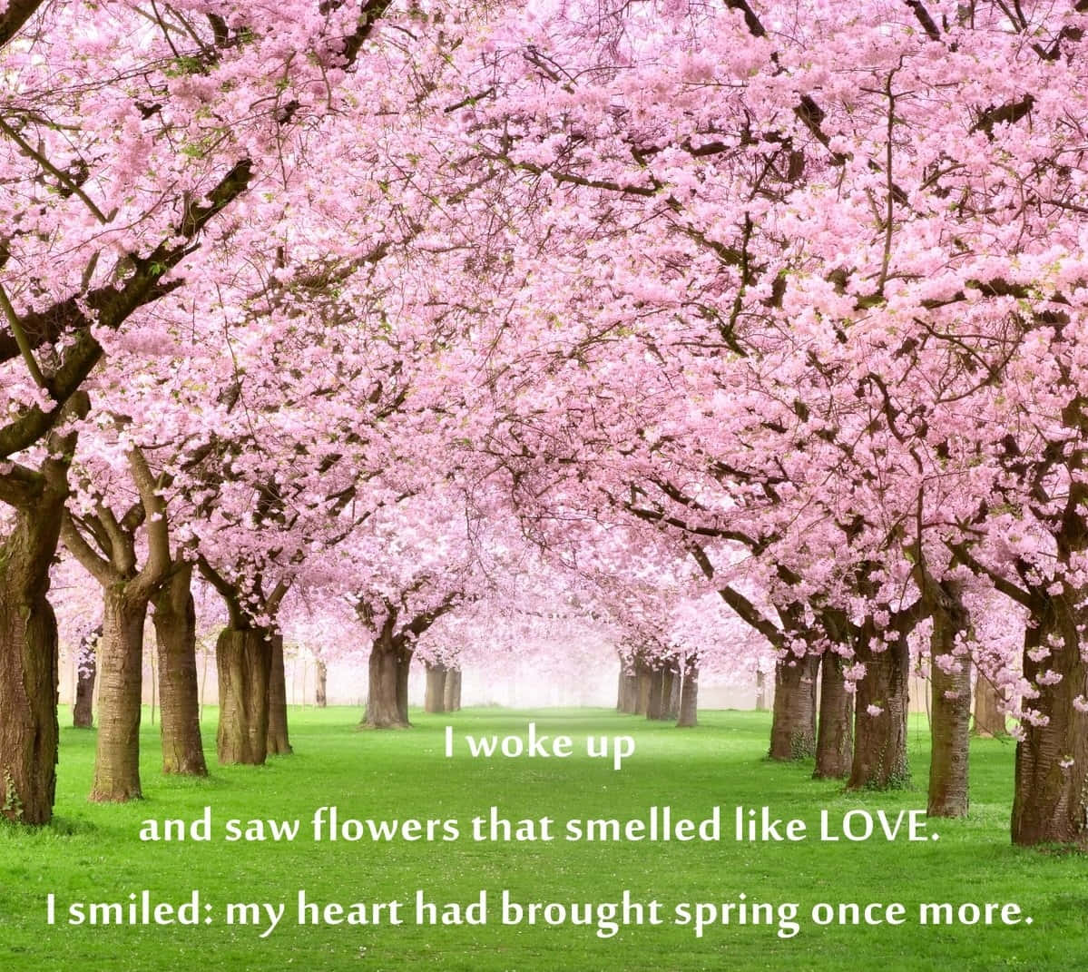 blossoming cherry trees, pink cherry trees, vibrant green grass, SD Desktop Wallpaper