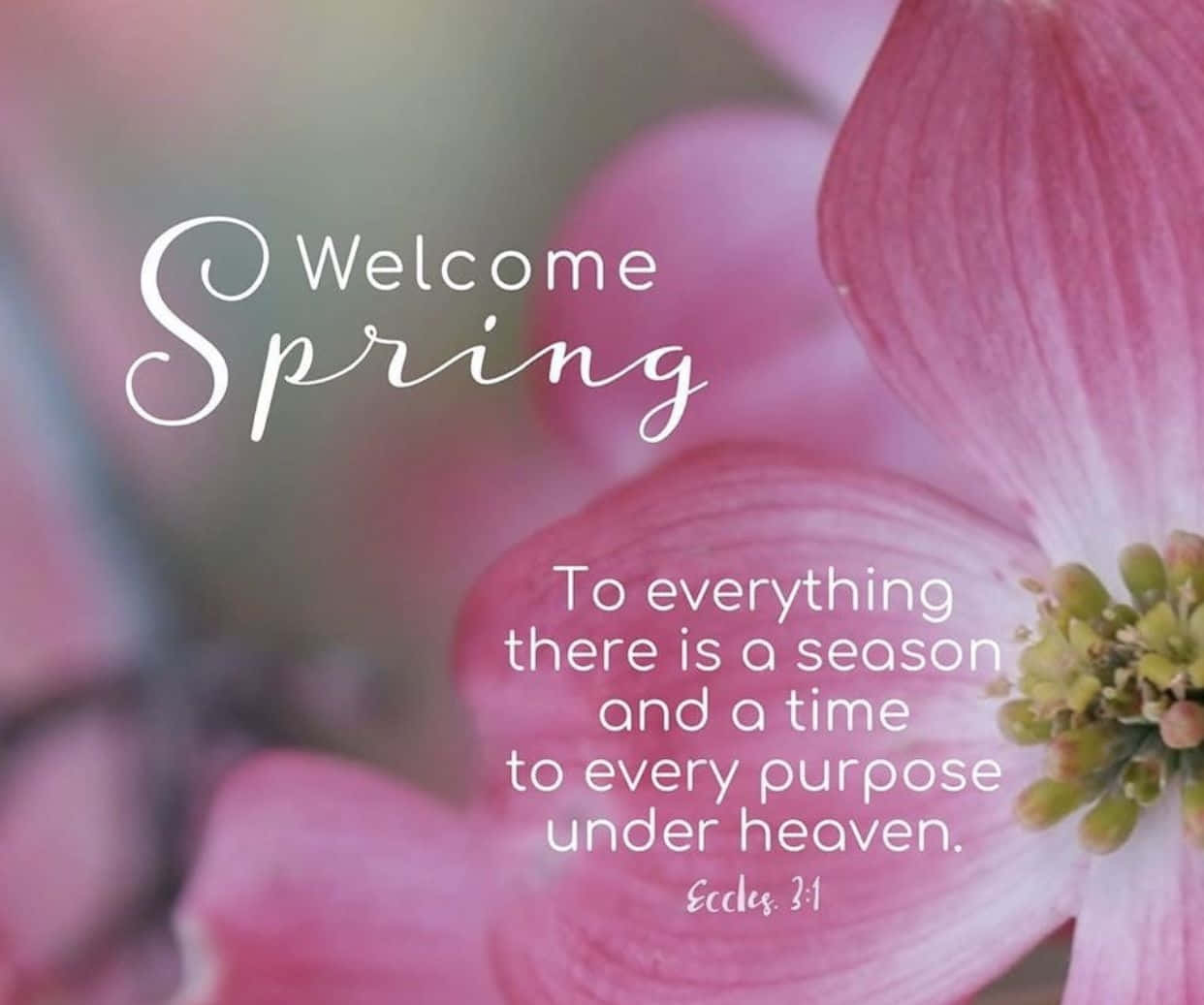 soft pink dogwood blossoms, elegant white text, biblical quote, SD Desktop Wallpaper