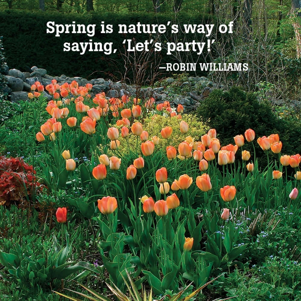 vibrant orange tulips, lush green garden, stone wall, SD Desktop Wallpaper