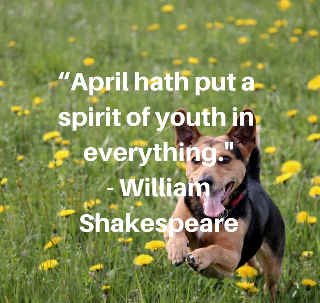 Spring Inspirational, sunlit field, green grass, SD Desktop Wallpaper