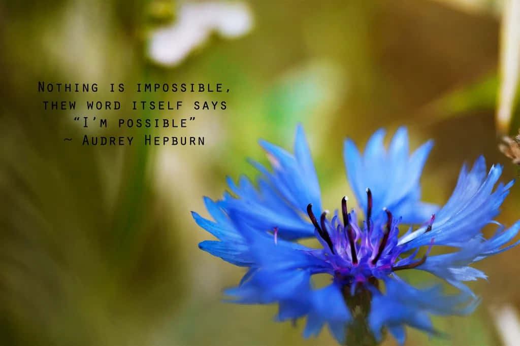 vibrant blue cornflower, blurred green background, inspirational quote overlay, SD Desktop Wallpaper