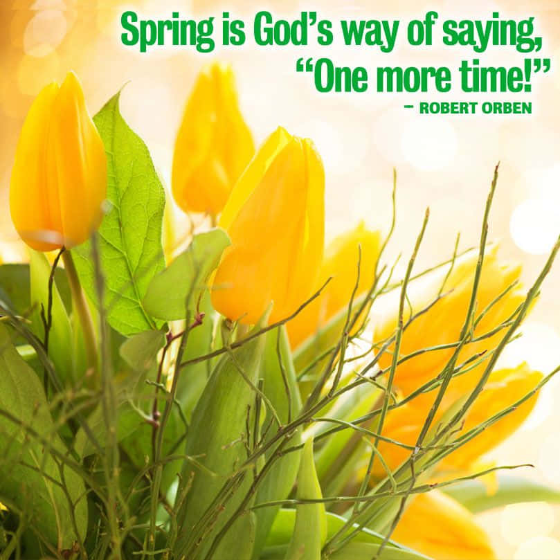 Blooming Trees, Serene Spring Scene, Vibrant yellow tulips, SD Desktop Wallpaper