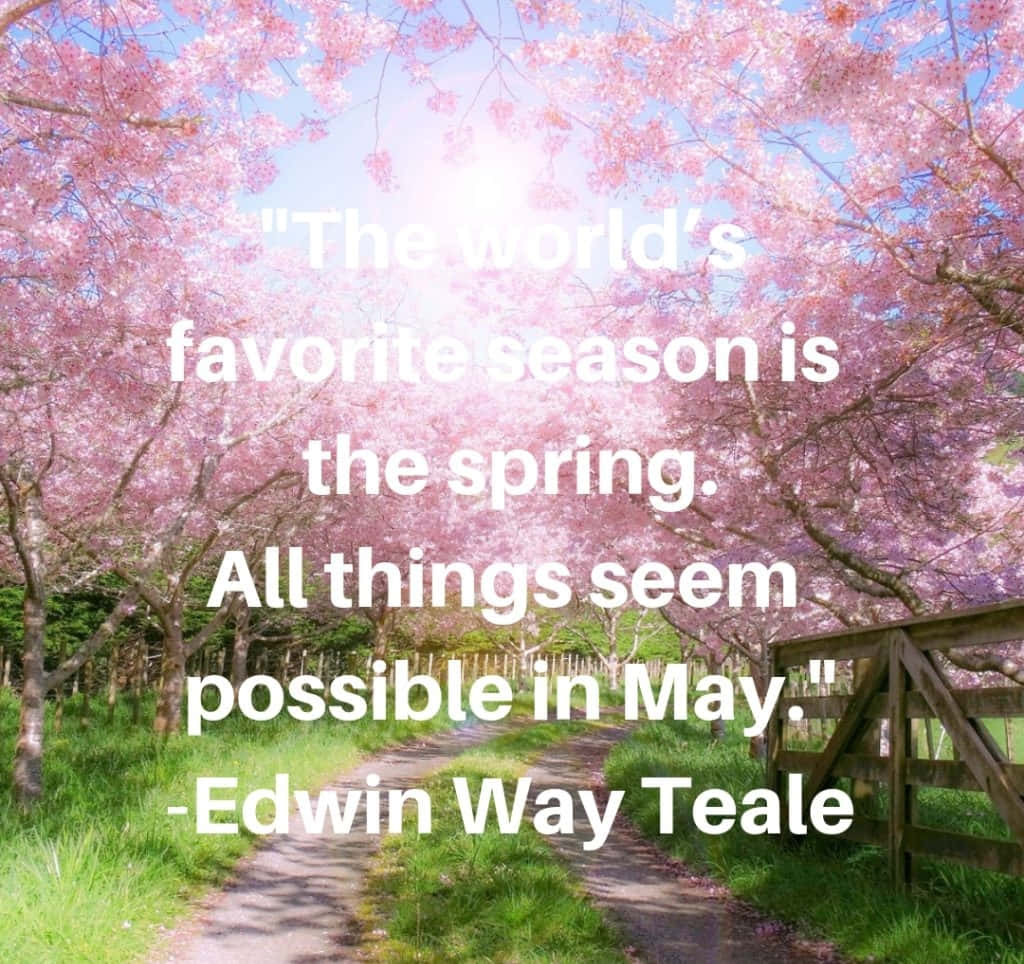 spring inspirational, sunlit path, canopy of blooming pink cherry blossoms, SD Desktop Wallpaper