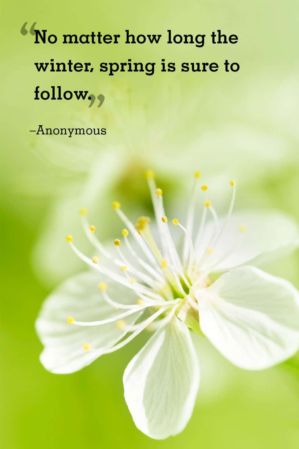 Blooming Flowers of Spring, white flower, yellow stamens, HD Phone Wallpaper