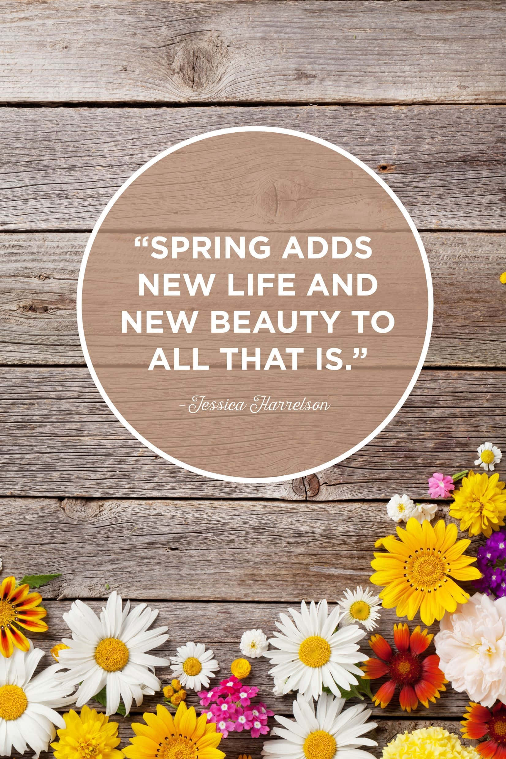 Spring Blossoms In Full Bloom, yellows pinks and whites, weathered wooden surface, Full HD Phone Wallpaper