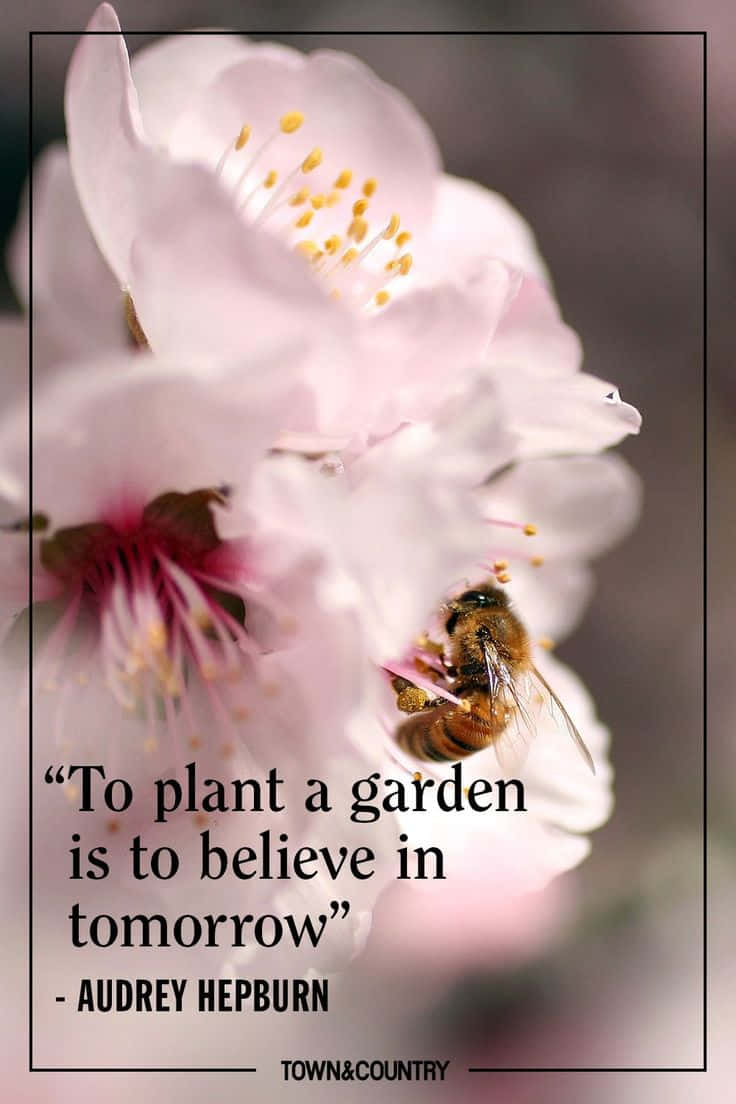 spring inspirational, cherry blossom, bee, SD Phone Wallpaper