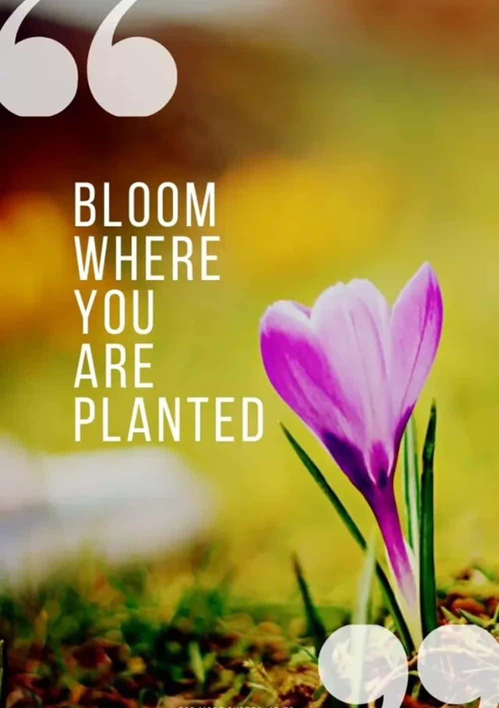 vibrant purple crocus flower, soft focus grass, motivational text overlaid, HD Phone Wallpaper