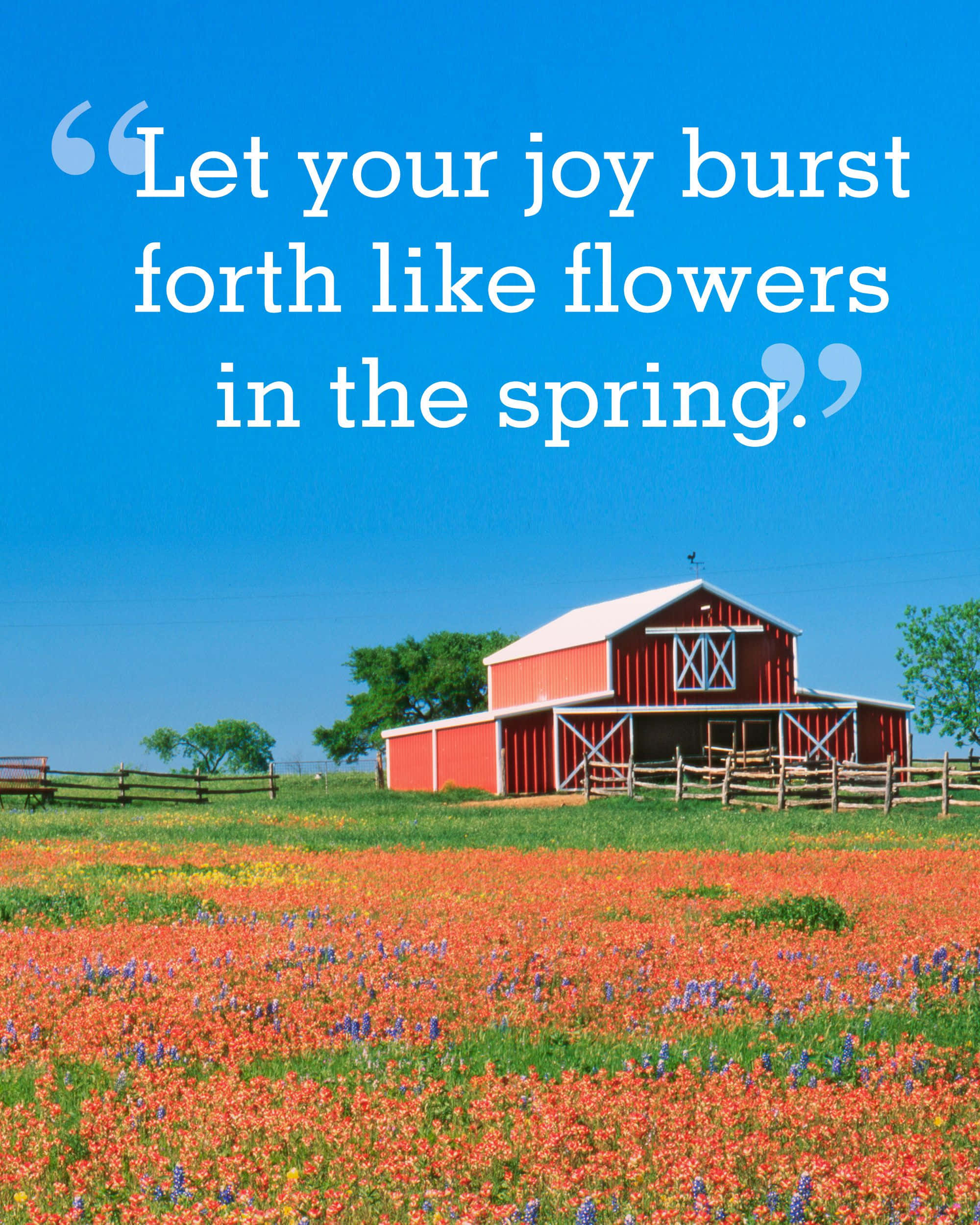 red barn, vibrant field of orange and purple wildflowers, clear blue sky, Full HD Phone Wallpaper
