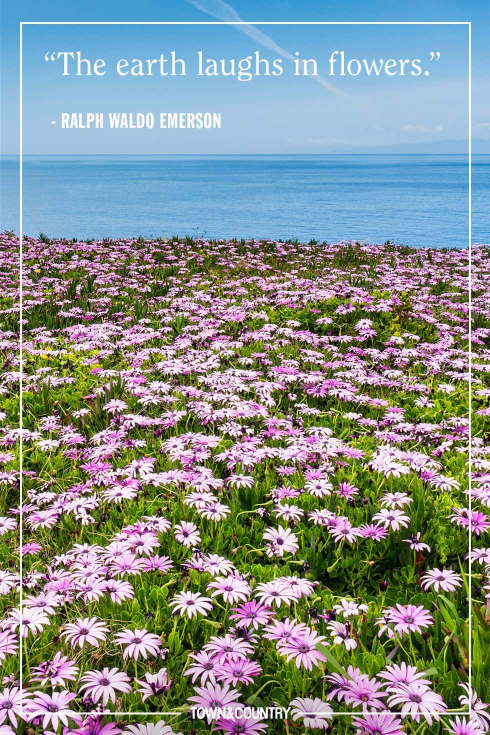 purple daisies, calm blue ocean, clear sky, HD Phone Wallpaper