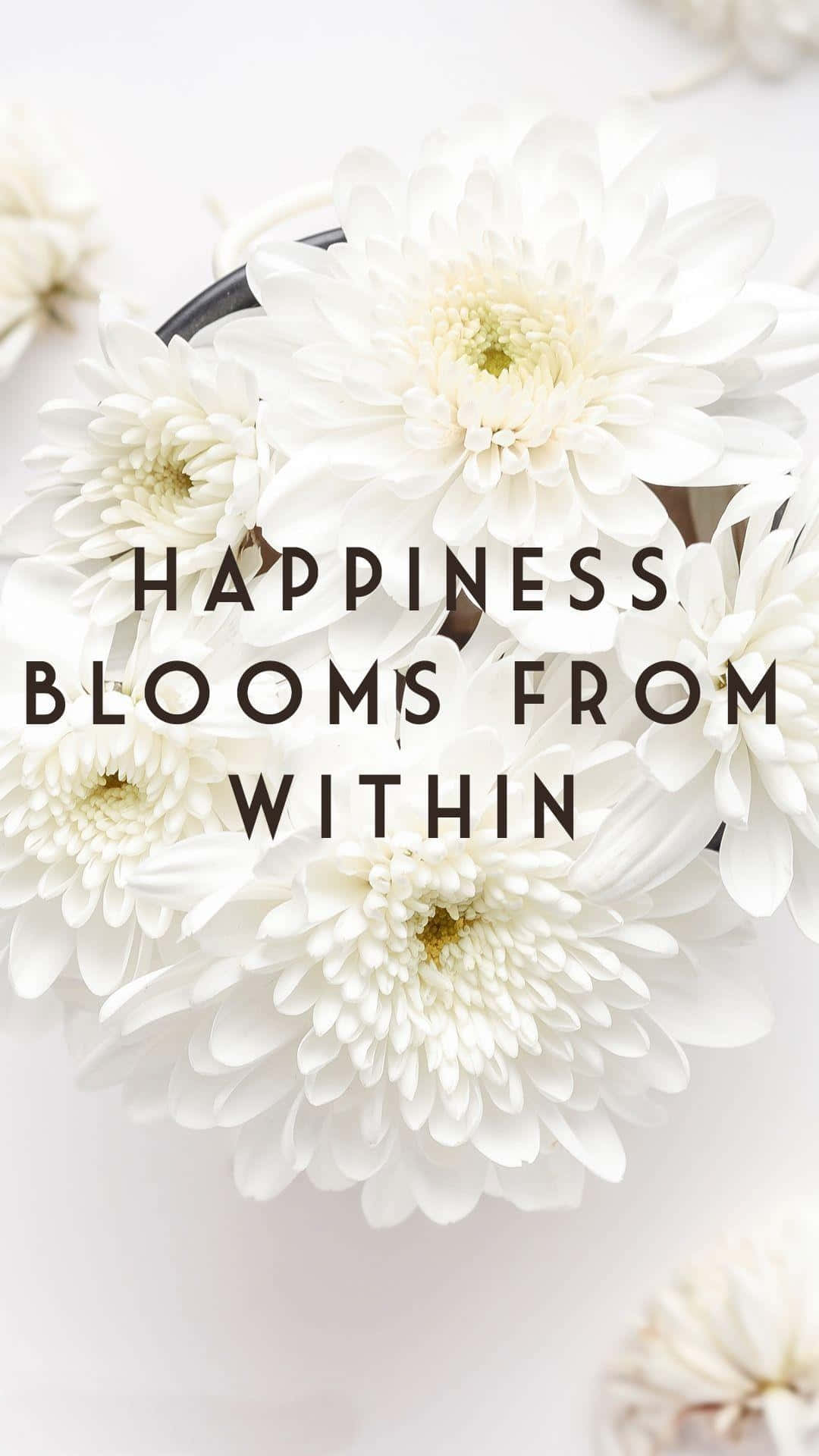 pristine white chrysanthemums, delicate petals, gentle light background, Full HD Phone Wallpaper