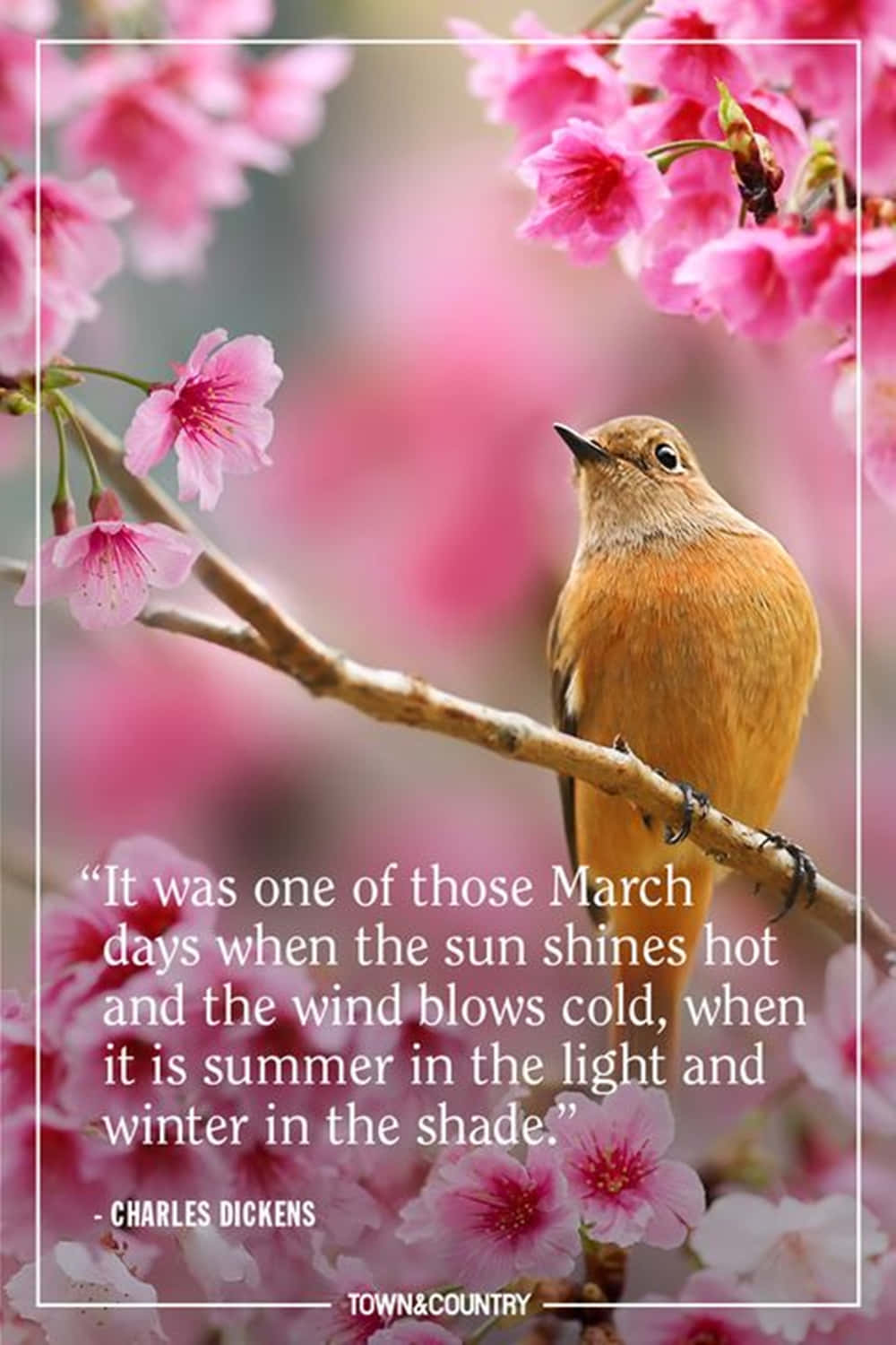orange bird, pink cherry blossoms, branch, HD Phone Wallpaper