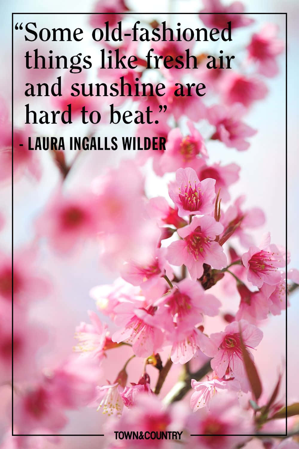 spring quotes, 1000 x 1500 wallpaper, soft pink cherry blossoms, HD Phone Wallpaper