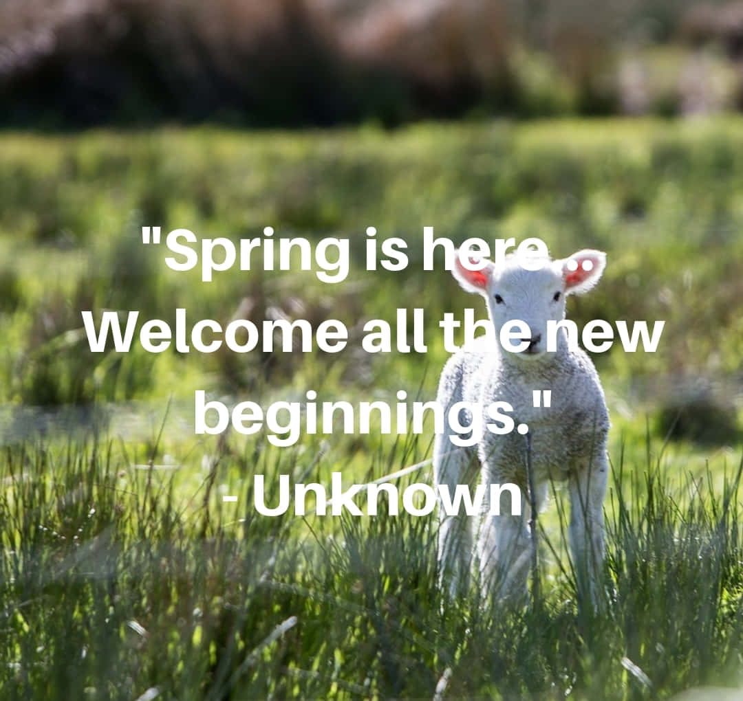 spring inspirational, fluffy white lamb, vibrant green grass, SD Desktop Wallpaper