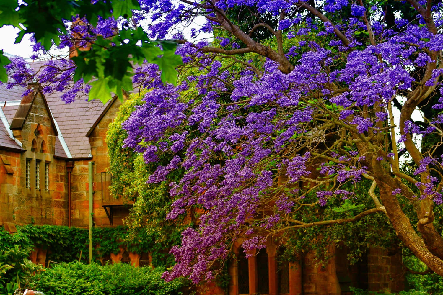 jacaranda tree, vibrant purple blooms, historic stone building, HD Desktop Wallpaper