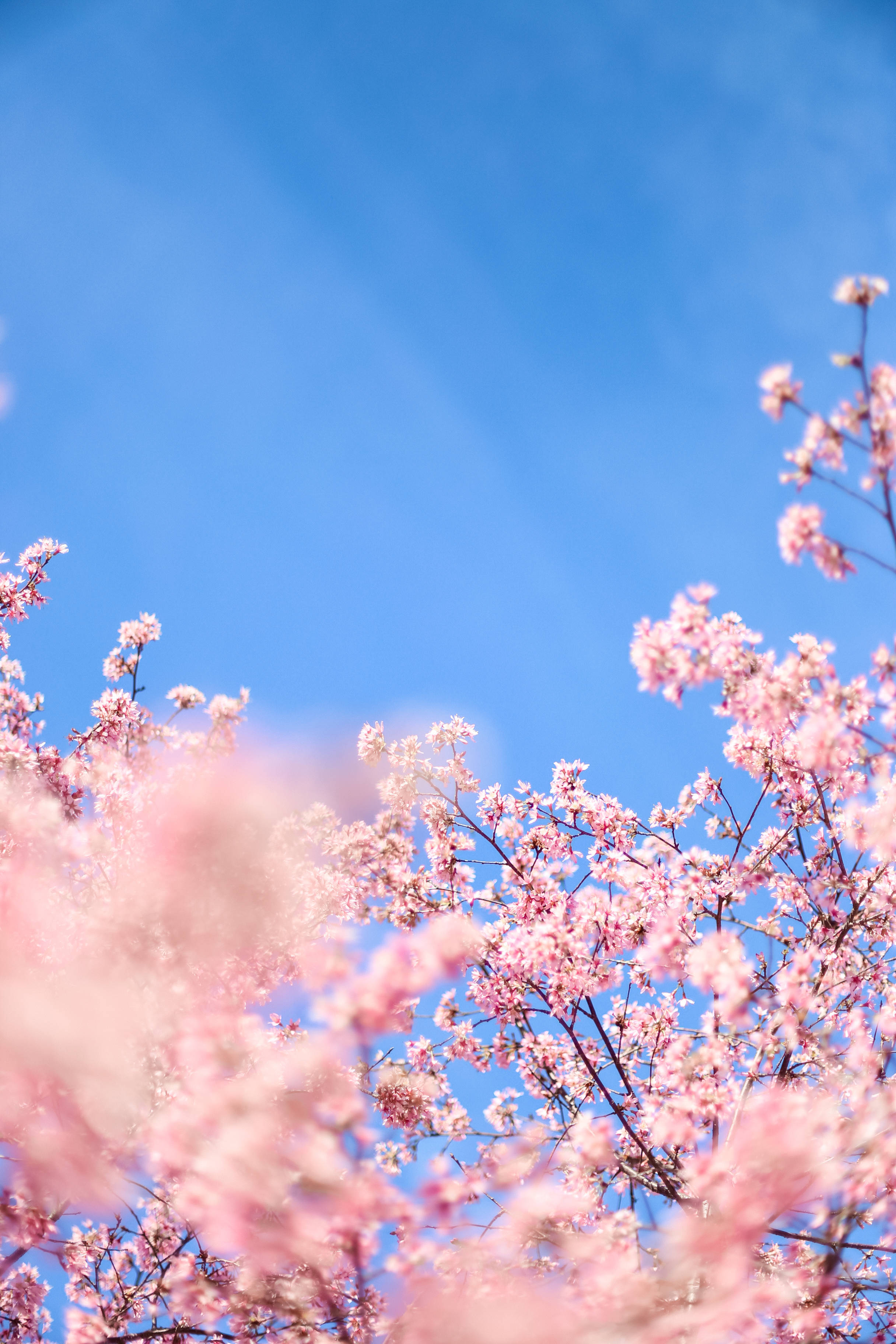 pink cherry blossoms, clear blue sky, soft-focus spring scene, 2K Phone Wallpaper