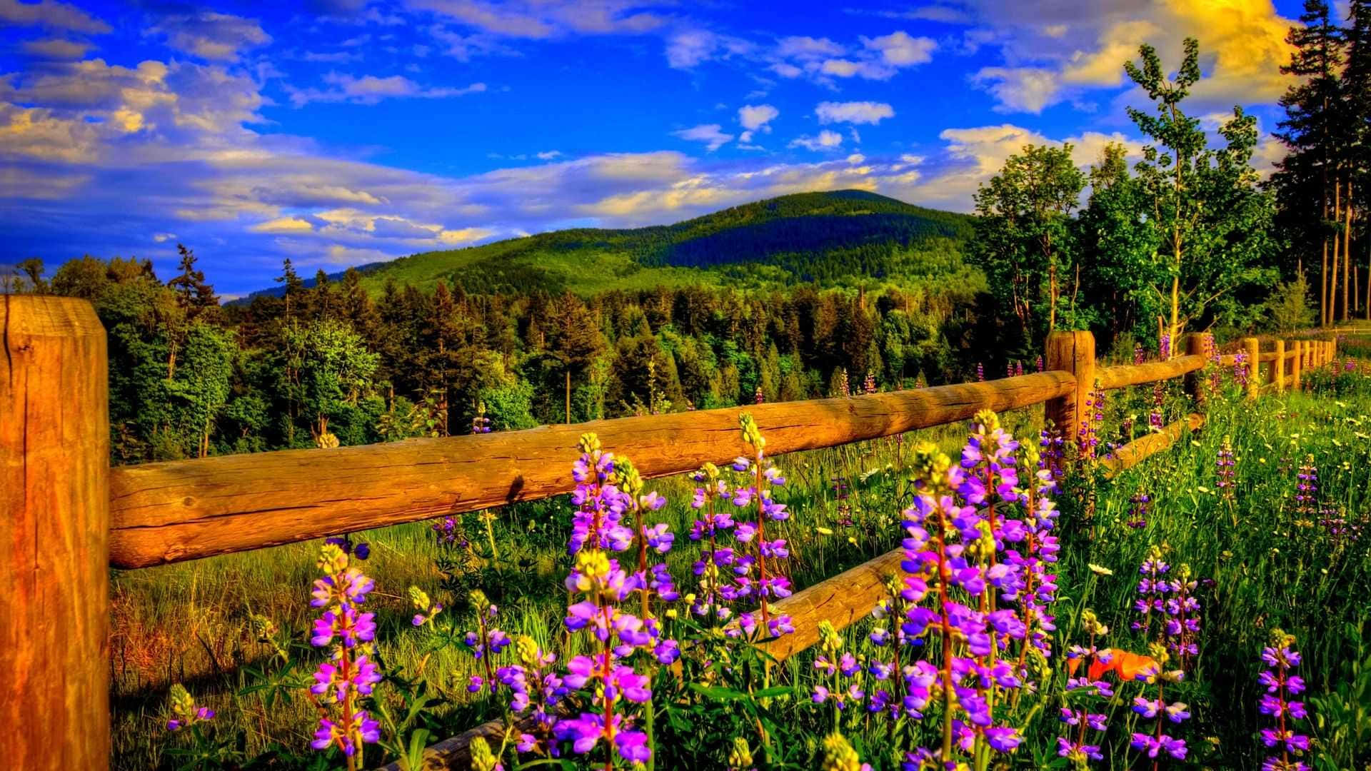 vibrant purple lupine flowers, weathered wooden fence, lush green forest, Full HD Desktop Wallpaper