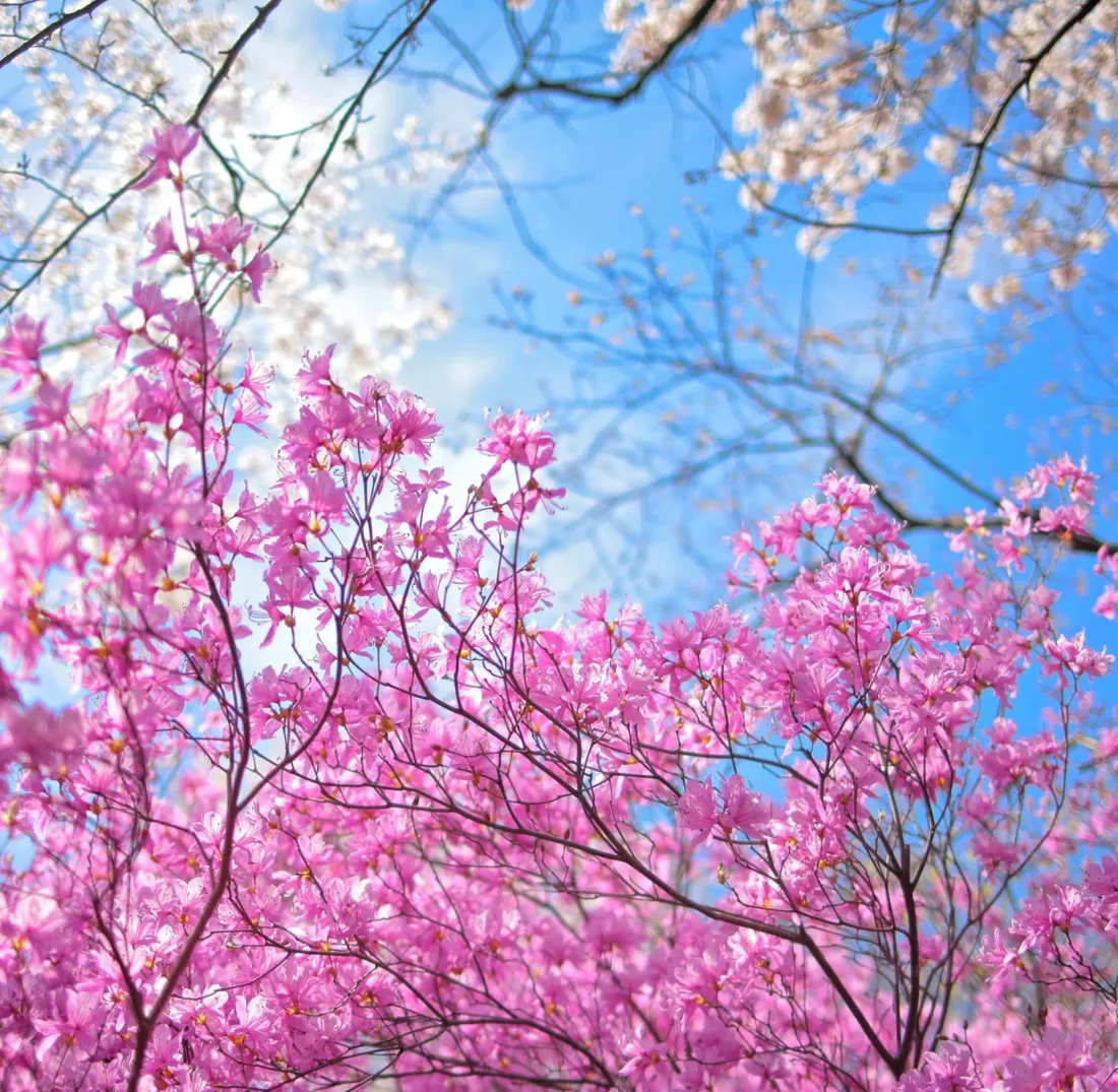 Spring iPad