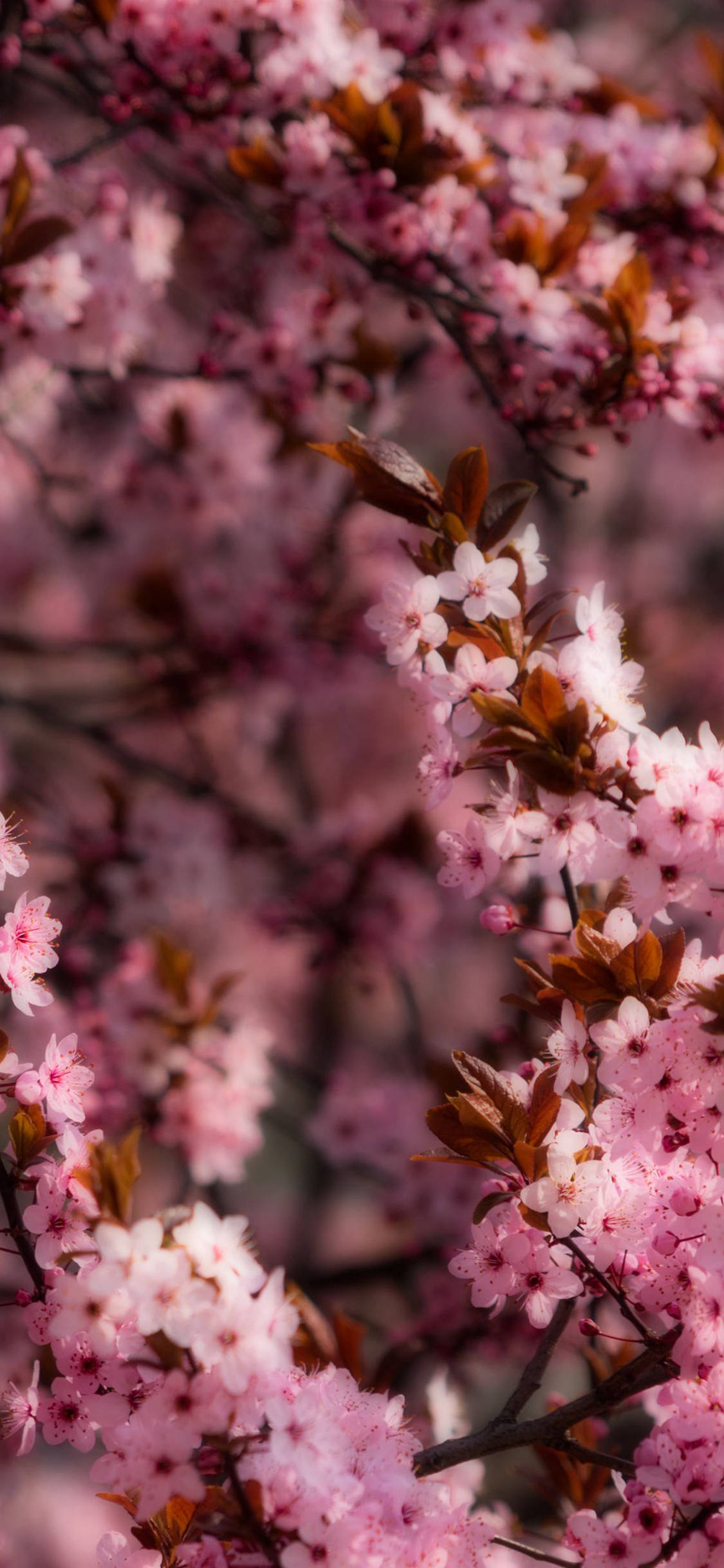 cherry blossoms, pink, dark branches, Full HD Phone Wallpaper