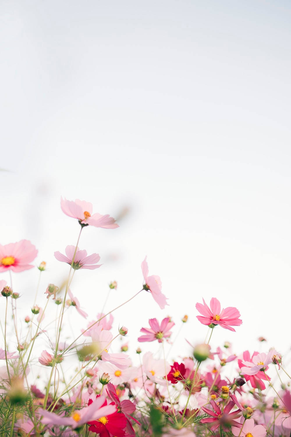 small pink flowers, cosmos flowers, bright white sky, HD Phone Wallpaper