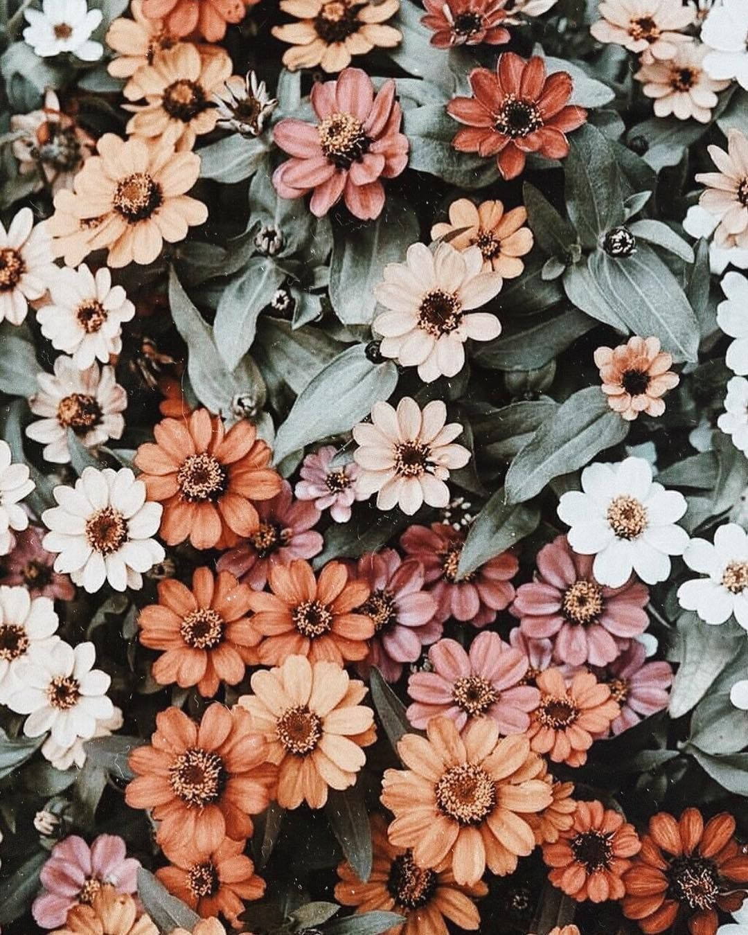 zinnias, orange pink and white, dark centers, HD Phone Wallpaper