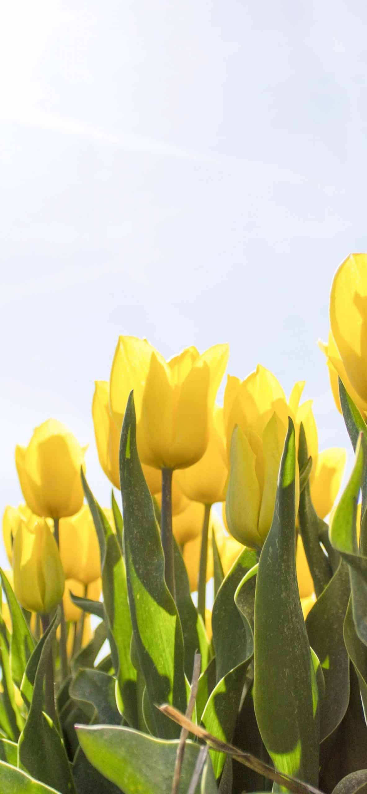 Spring iPhone, yellow tulips, pale blue sky, 2K Phone Wallpaper