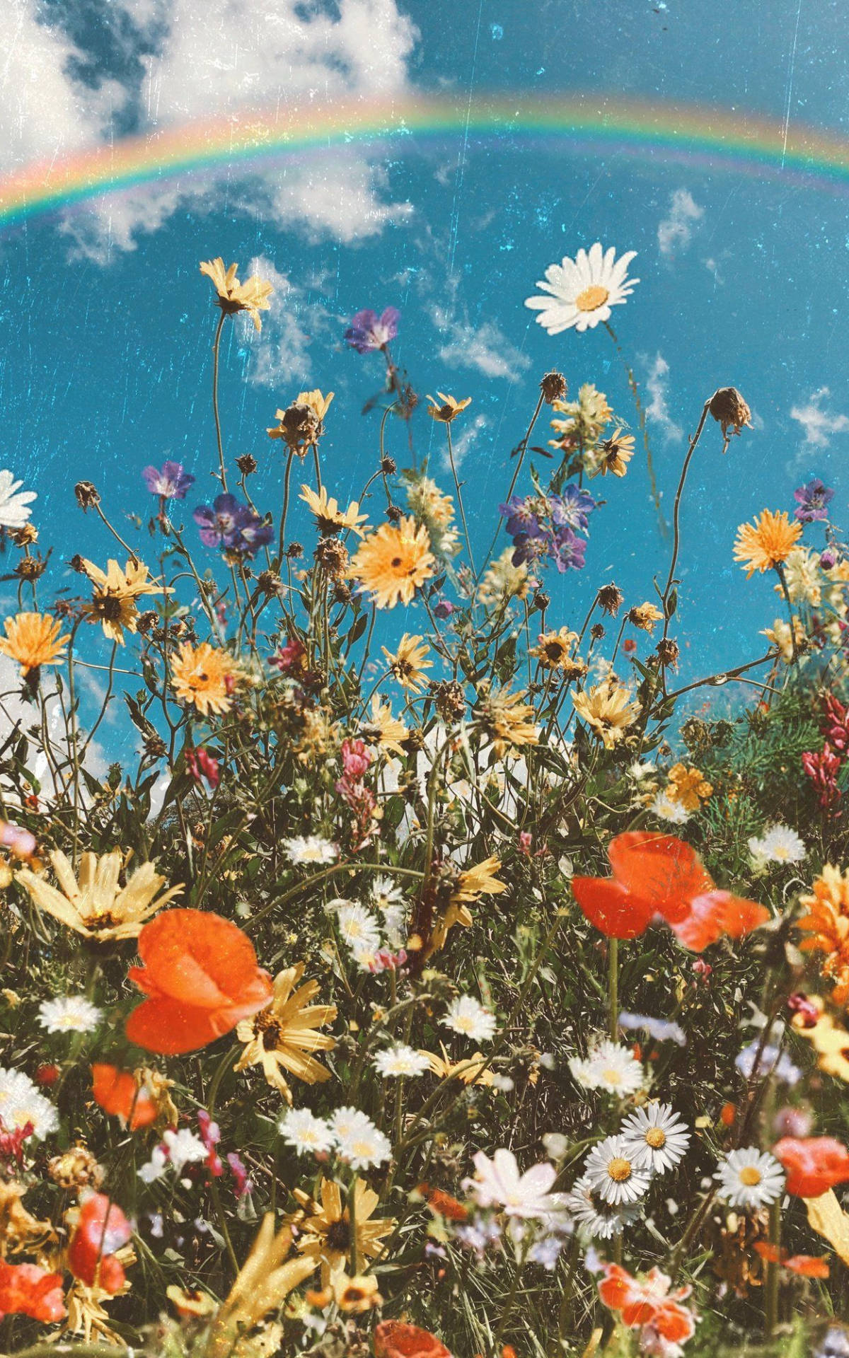 Spring iPhone, rainbow, wildflowers, Full HD Phone Wallpaper