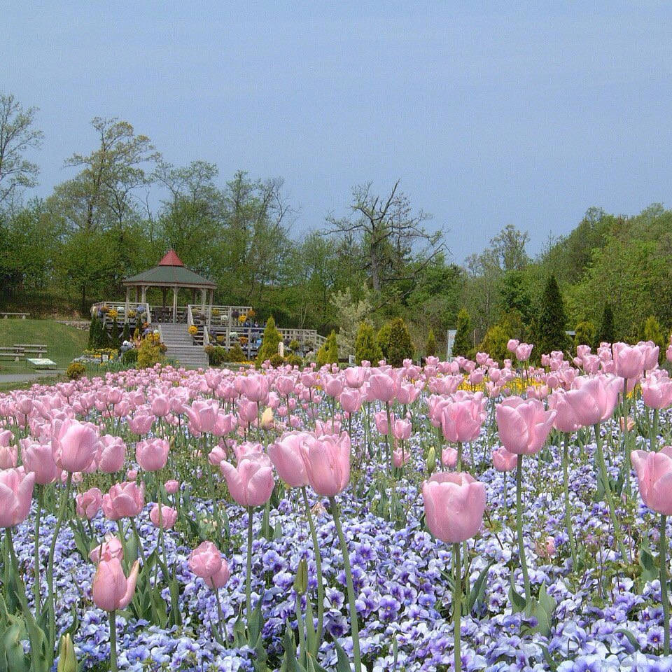 pink tulip field, wooden gazebo, green trees, SD Desktop Wallpaper
