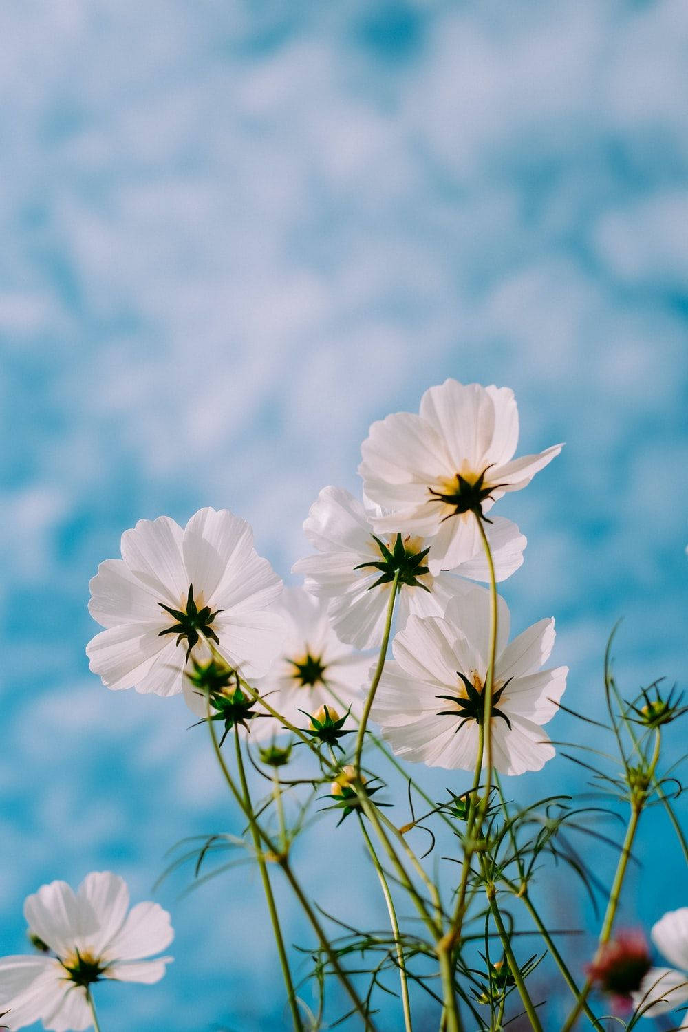 cosmos sky, spring aesthetics, white cosmos flowers, HD Phone Wallpaper