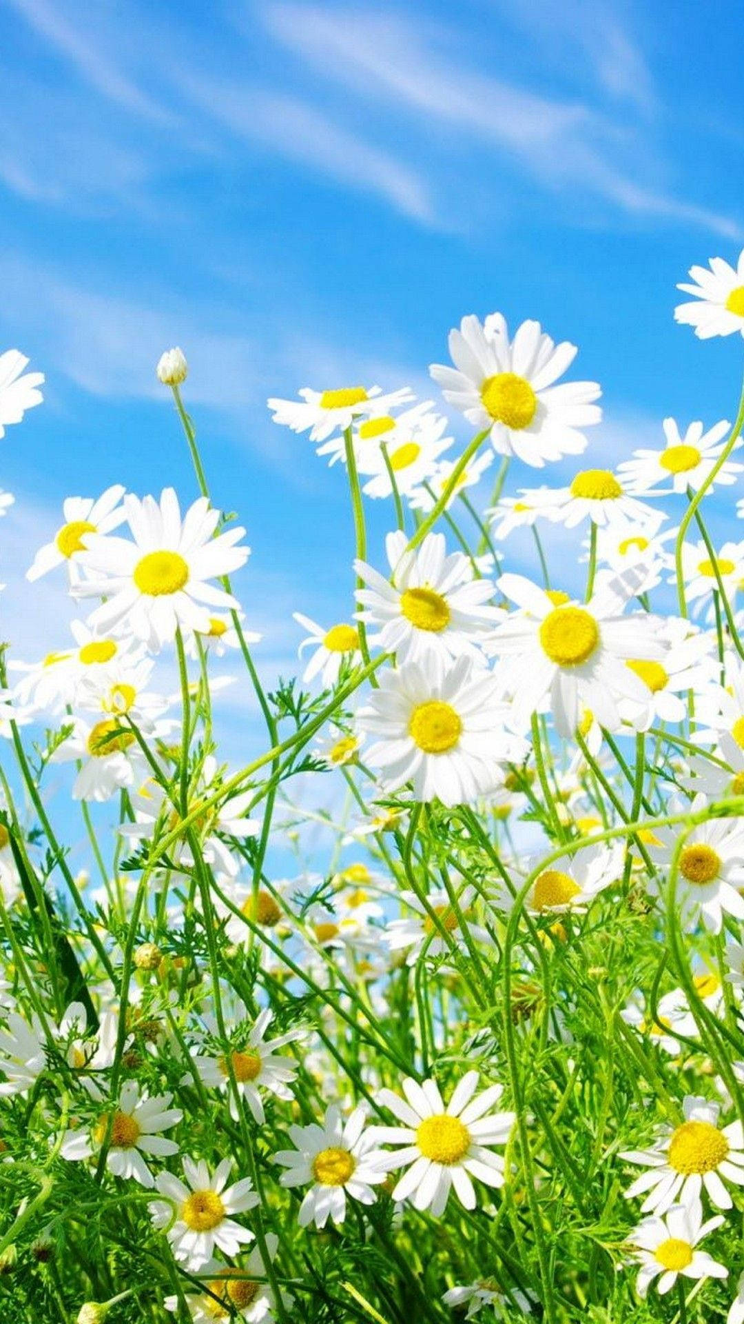 Bright Daisies Spring iPhone, white daisies, yellow centers, Full HD Phone Wallpaper