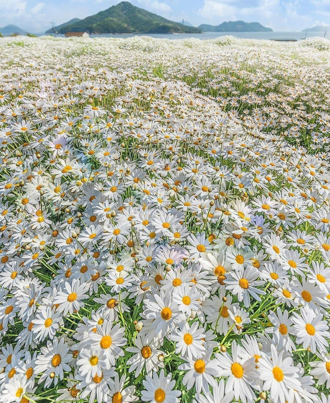 Spring iPhone, daisy field, white daisies, HD Phone Wallpaper