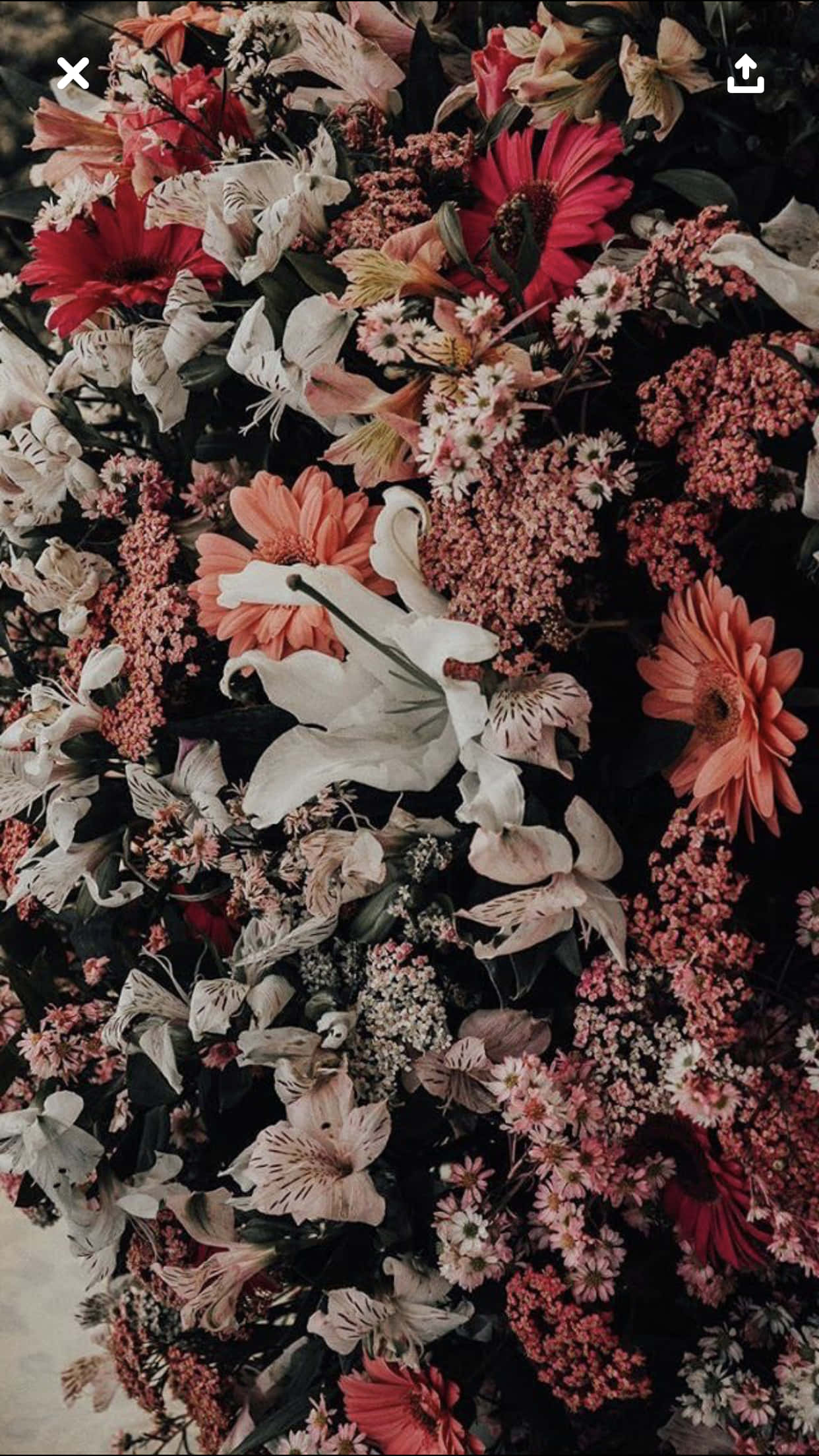 floral aesthetic, pink peach, white flowers, Full HD Phone Wallpaper