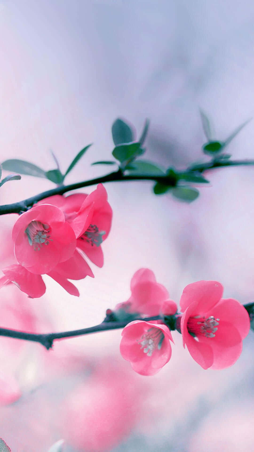 spring, iPhone, soft pink blossoms, Full HD Phone Wallpaper