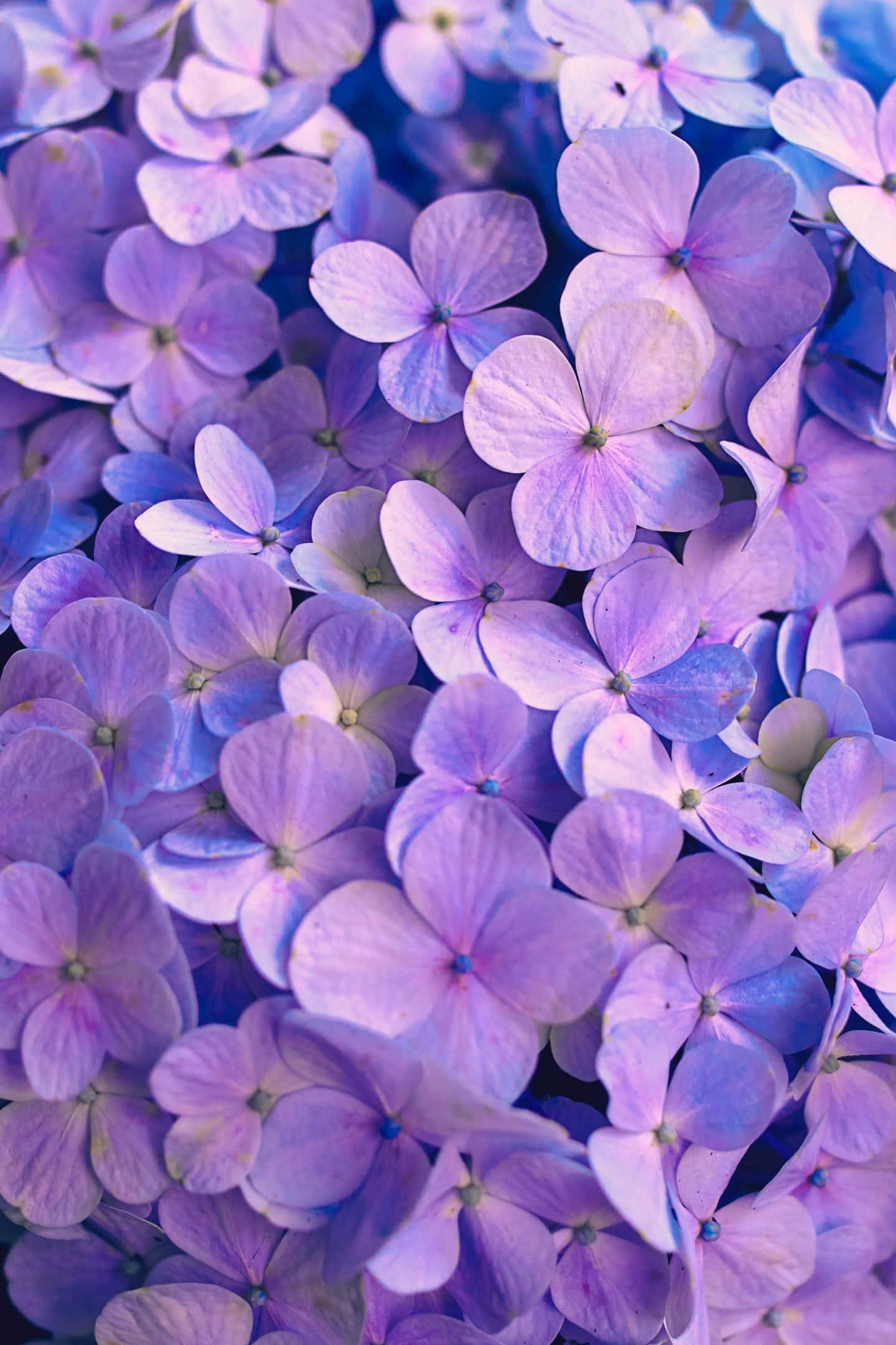 lavender, blue hydrangea, soft petals, Full HD Phone Wallpaper