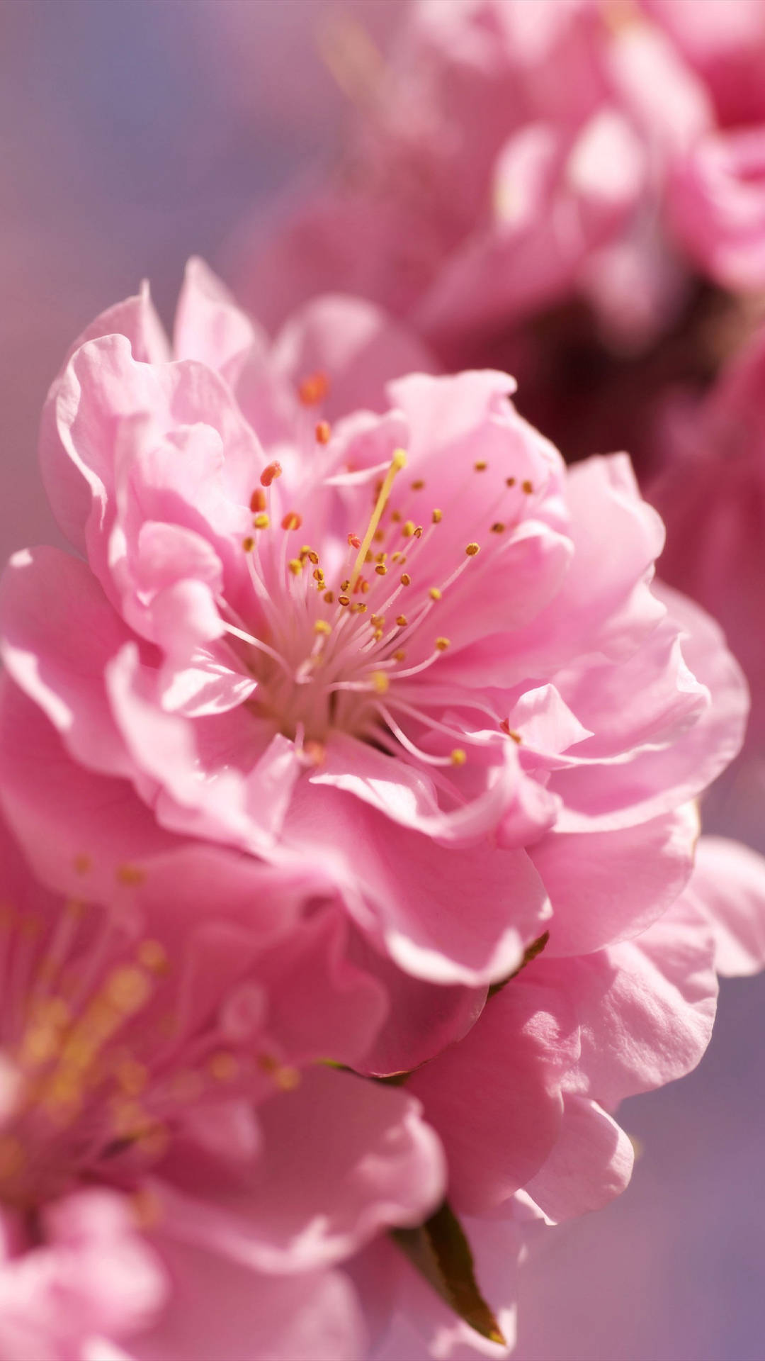 spring flower, pink blossoms, yellow stamens, Full HD Phone Wallpaper