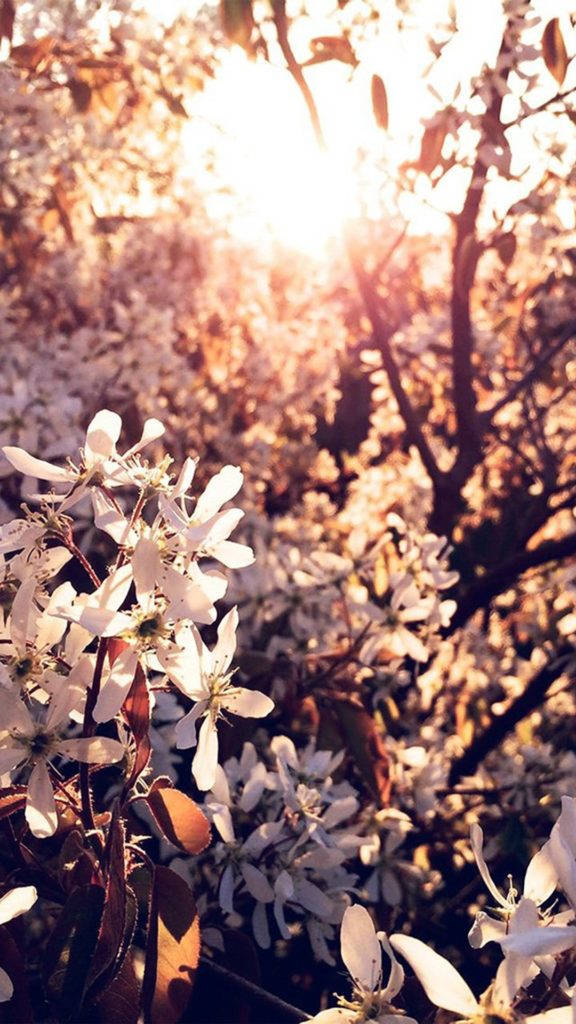 Spring Sunrise Flower iPhone, sunlight, white blossoms, SD Phone Wallpaper