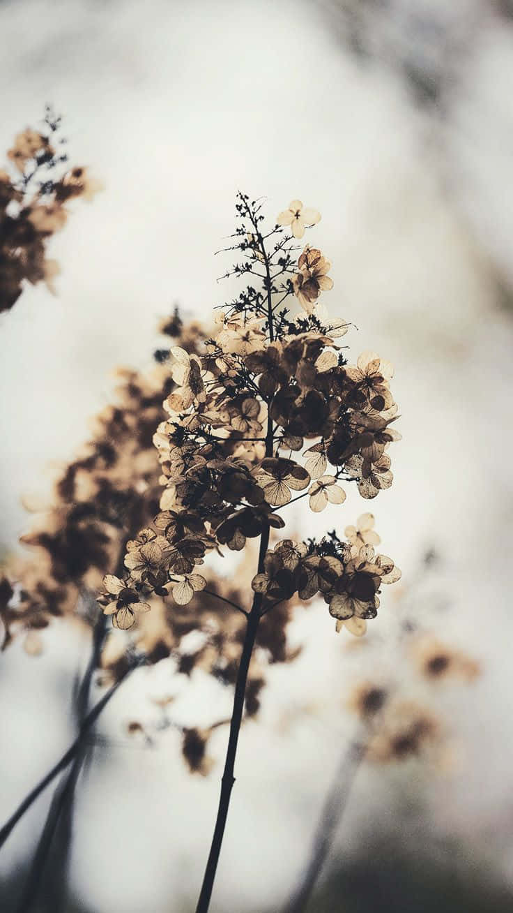 Cozy Spring Flowers iPhone, dried hydrangea blooms, soft beige tones, HD Phone Wallpaper
