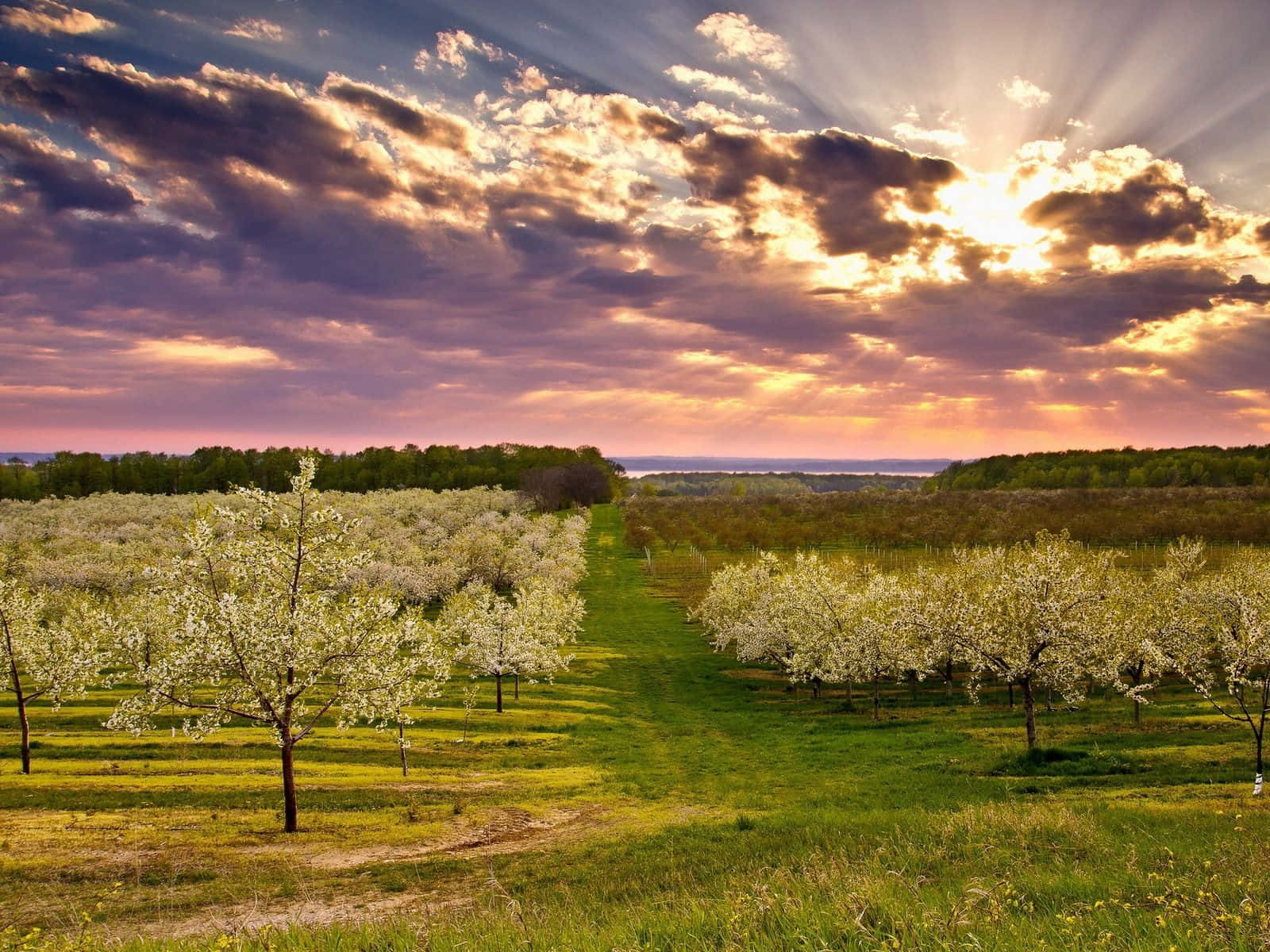 Spring Landscape, white trees, green grass, HD Desktop Wallpaper