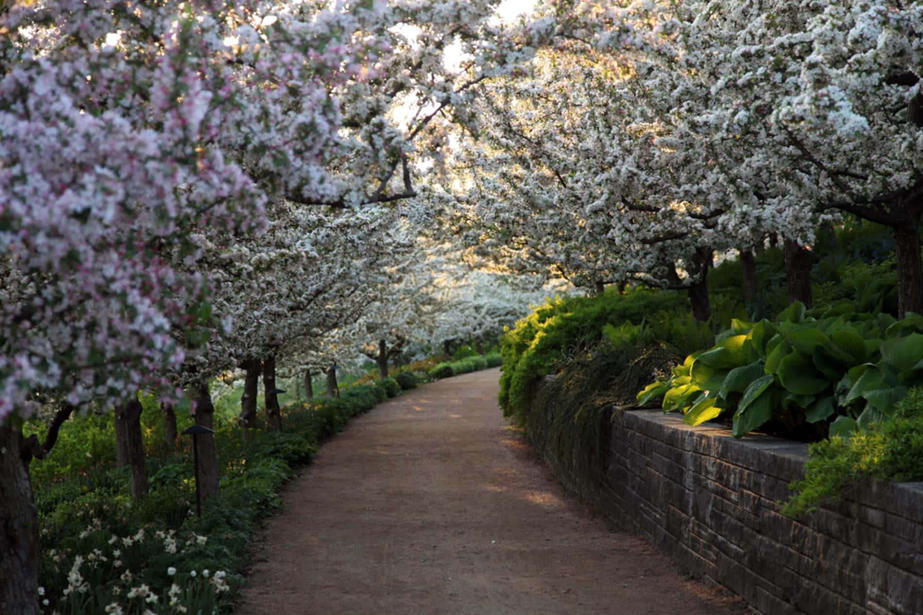 spring landscape, blooming cherry trees, white and pink blossoms, HD Desktop Wallpaper