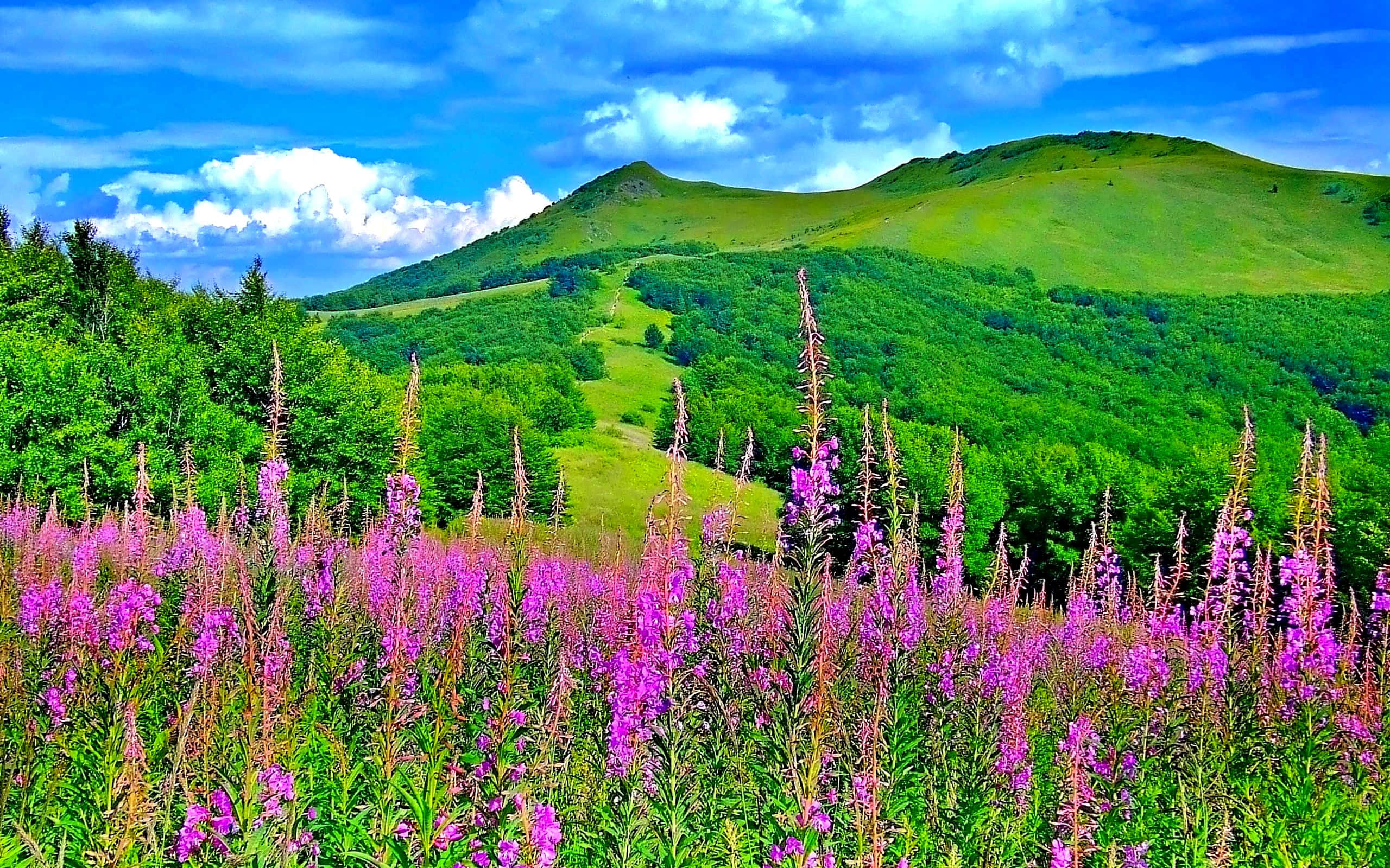 Spring Landscape, vibrant purple wildflowers, lush green hills, 2K Desktop Wallpaper