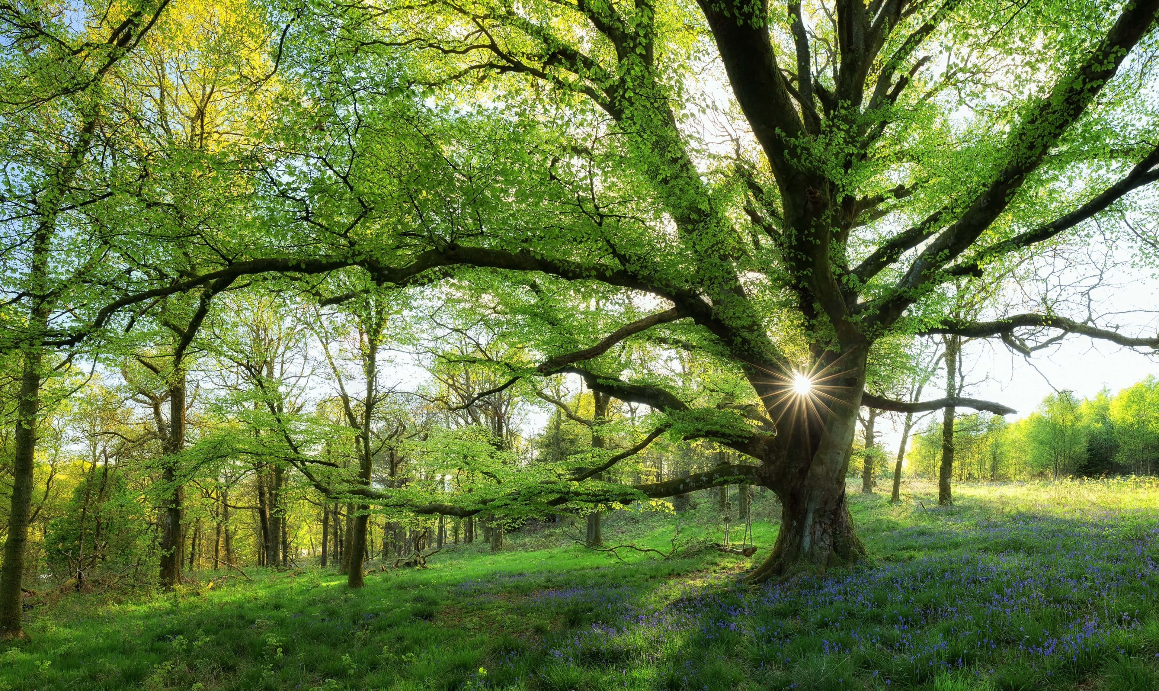 spring landscape, bluebells, vibrant spring forest, 2K Desktop Wallpaper