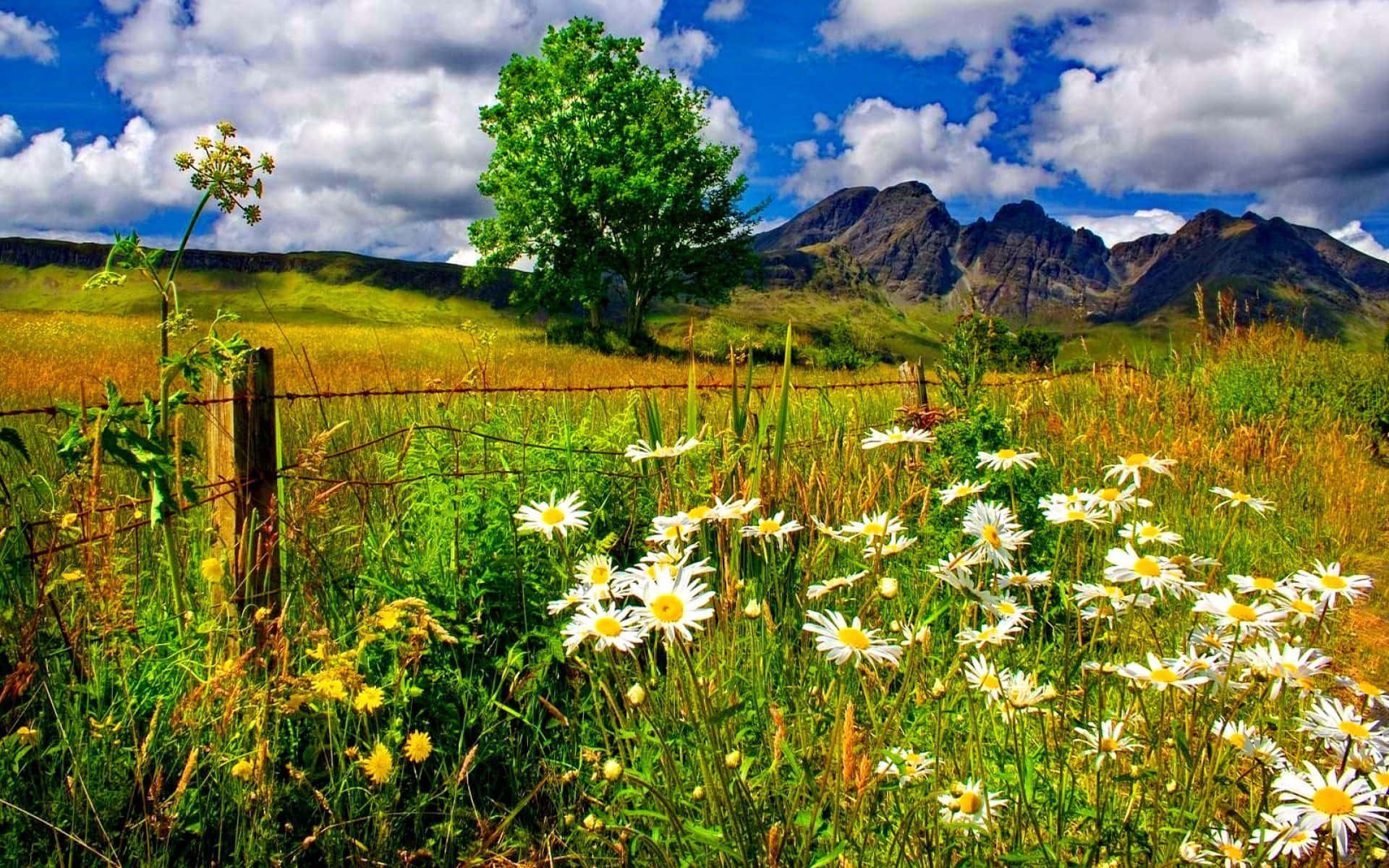 spring landscape, cherry blossoms, white daisies, Full HD Desktop Wallpaper