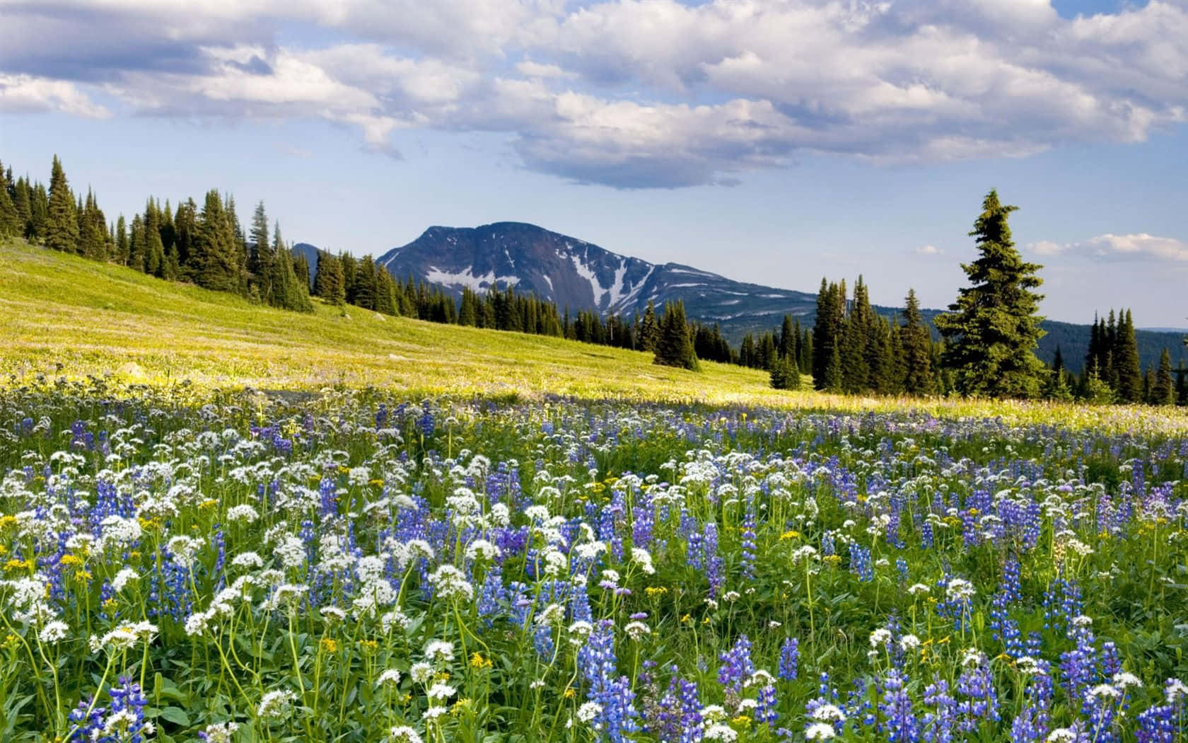 spring landscape, blue and white wildflowers, snow-capped mountain, HD Desktop Wallpaper