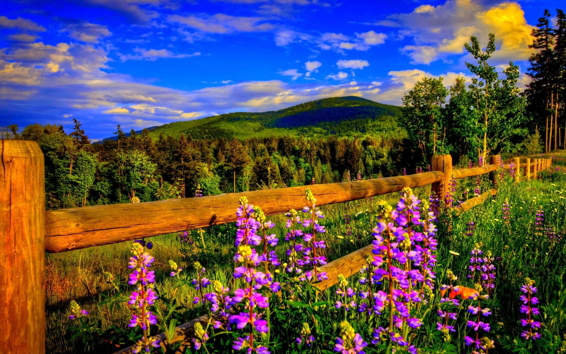 Spring Landscape, purple lupine flowers, weathered wooden fence, Full HD Desktop Wallpaper