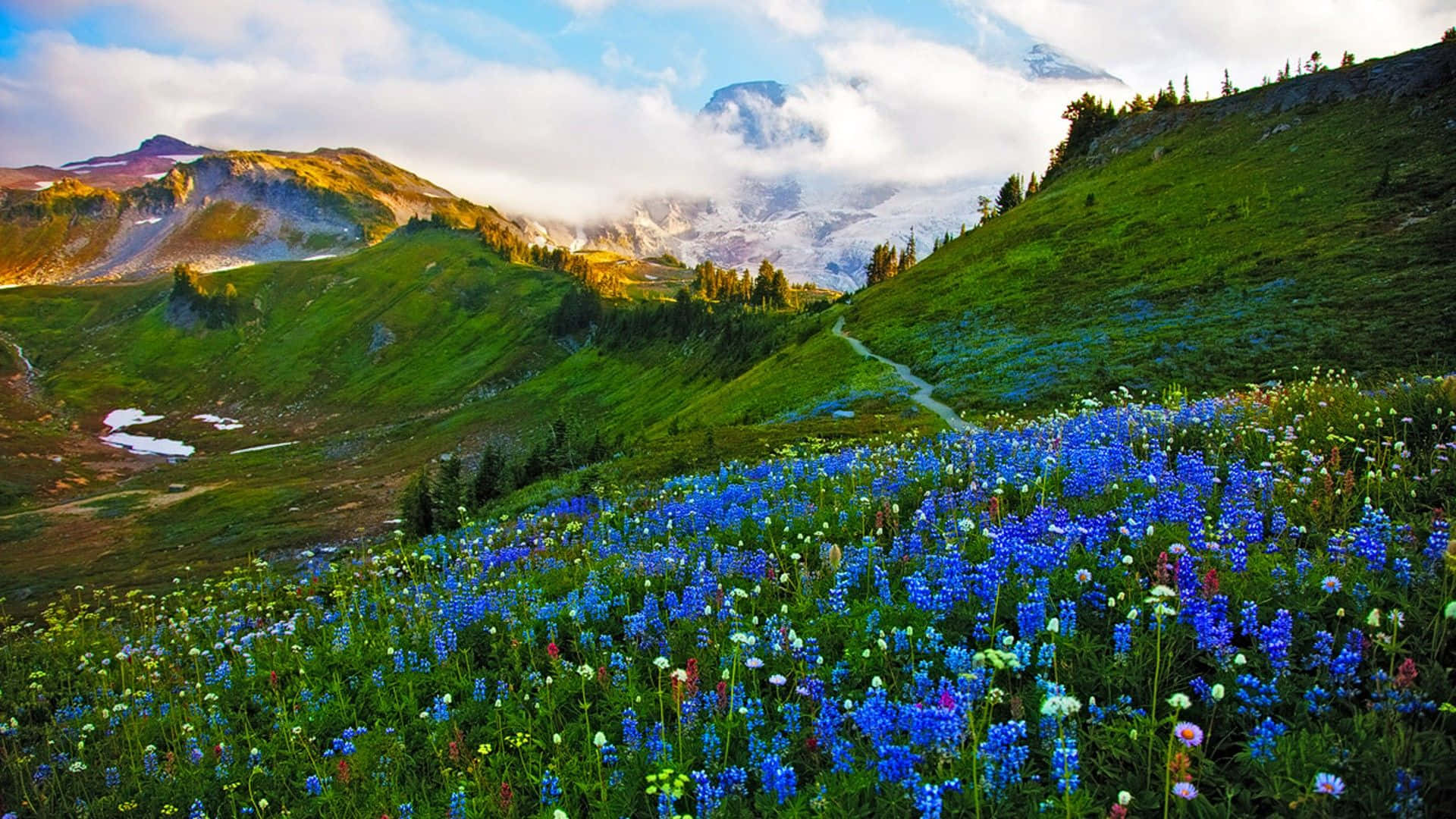 spring landscape, vibrant blue wildflowers, sunlit mountain meadow, Full HD Desktop Wallpaper