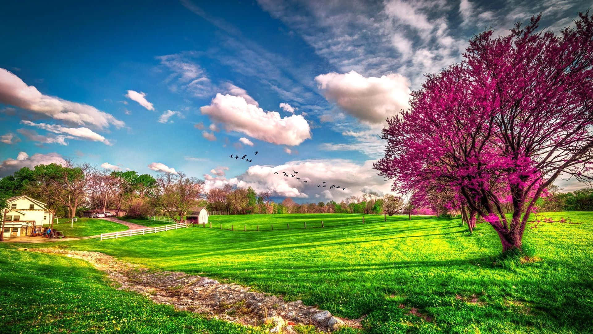 Spring Landscape, 1920 x 1080, flourishing trees, Full HD Desktop Wallpaper