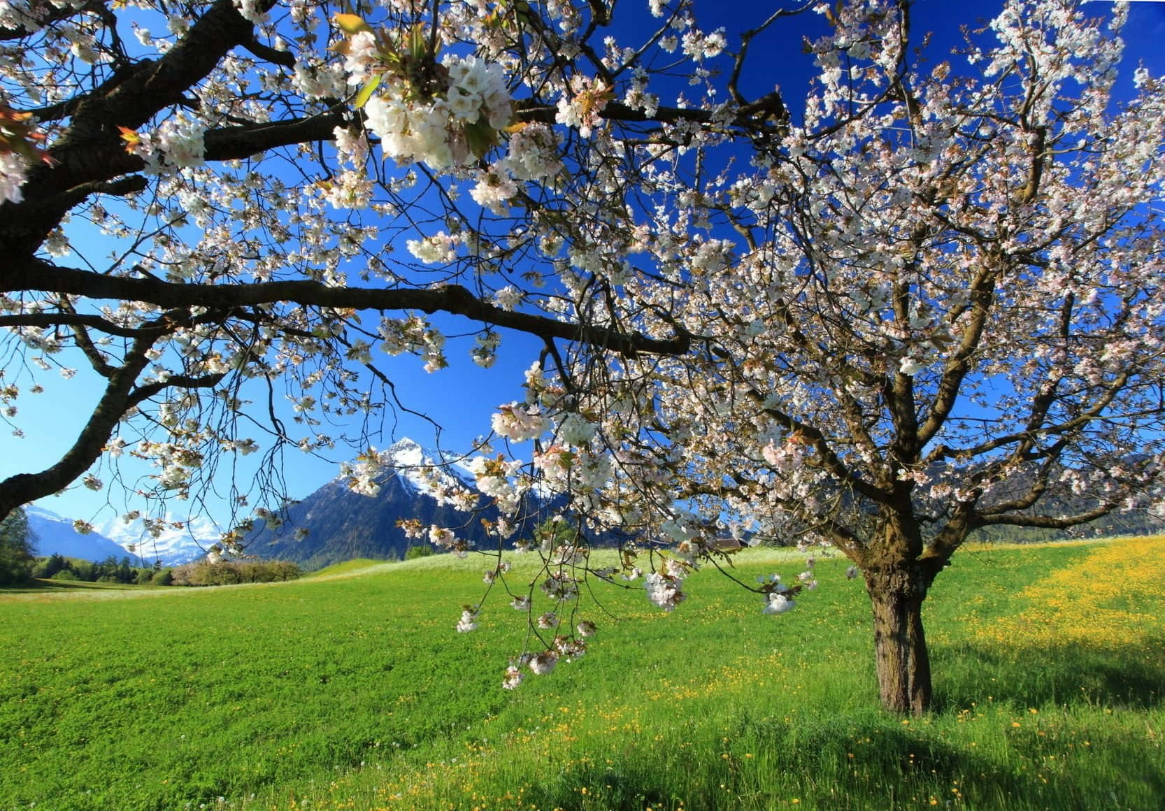 Spring Landscape, blossoming cherry tree, white flowers, HD Desktop Wallpaper