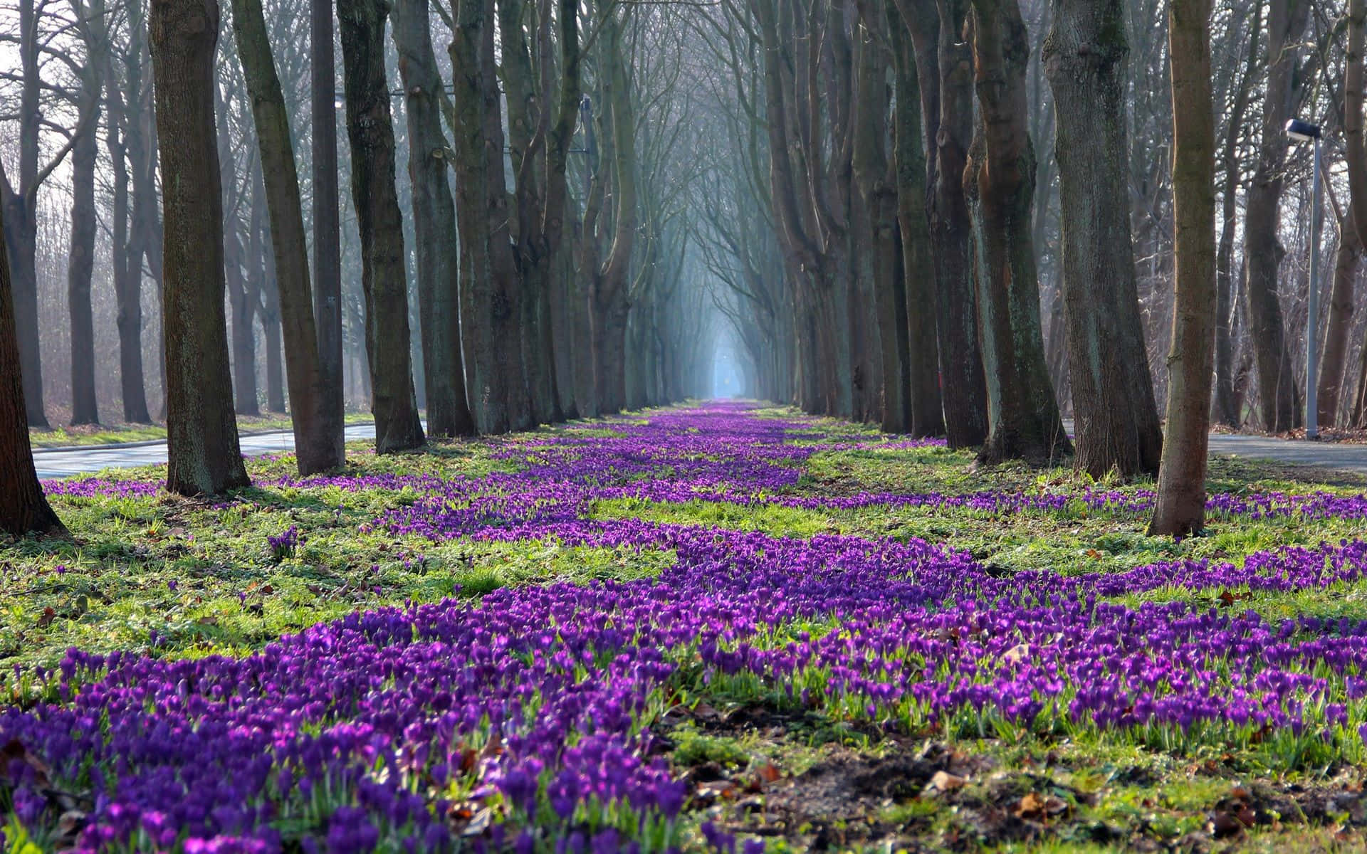 Spring Landscape, misty pathway, bare trees, Full HD Desktop Wallpaper
