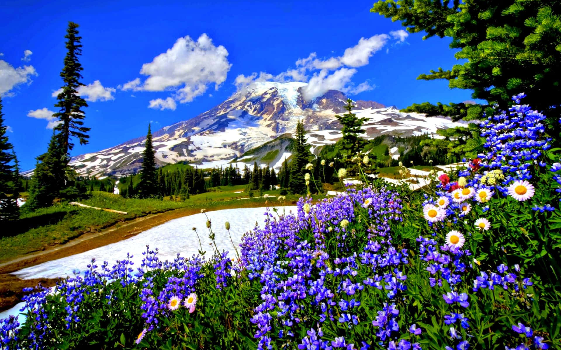 spring landscape, vibrant purple wildflowers, snow-capped mountain, Full HD Desktop Wallpaper