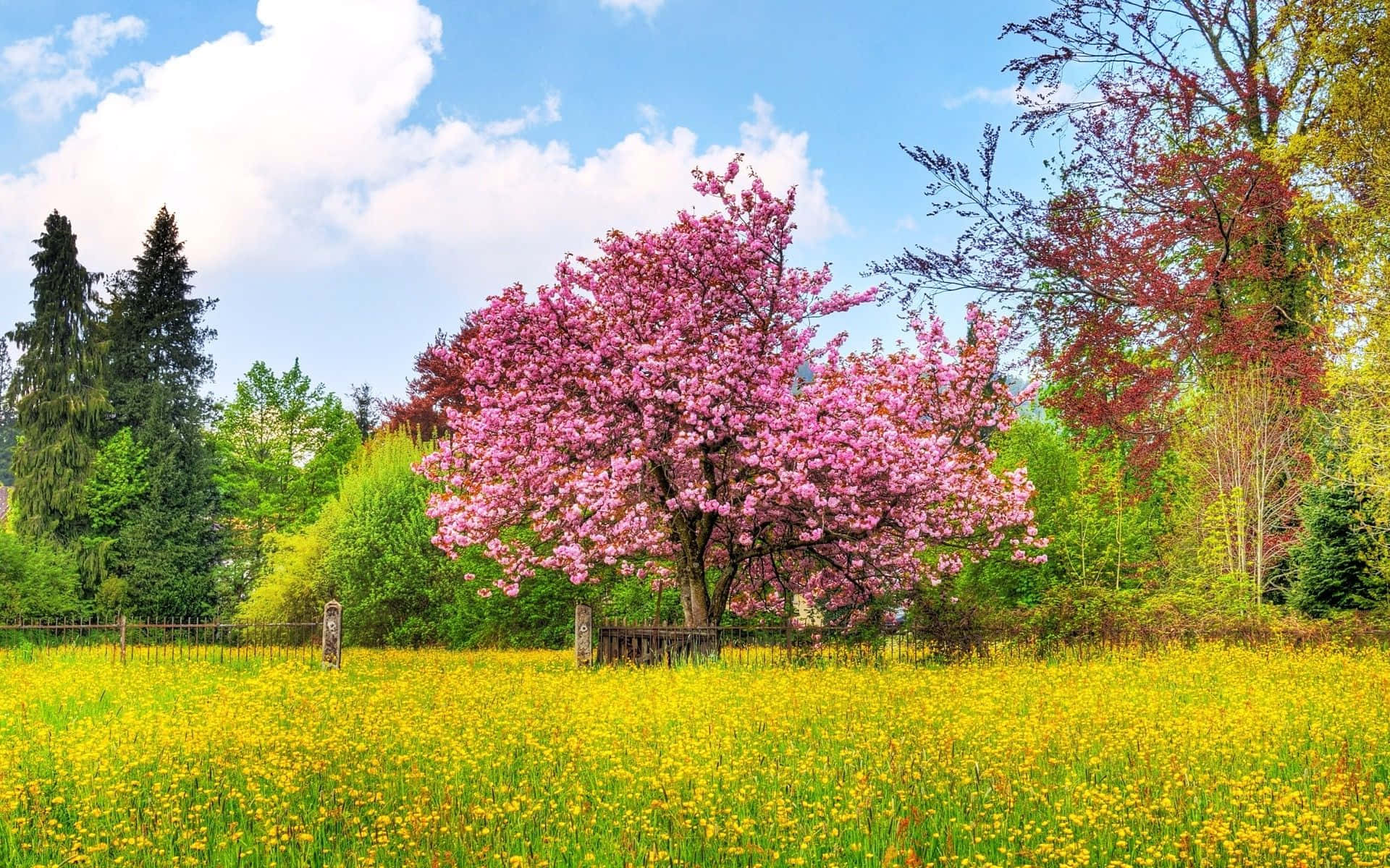 spring landscape, pink cherry blossom tree, yellow dandelions, Full HD Desktop Wallpaper